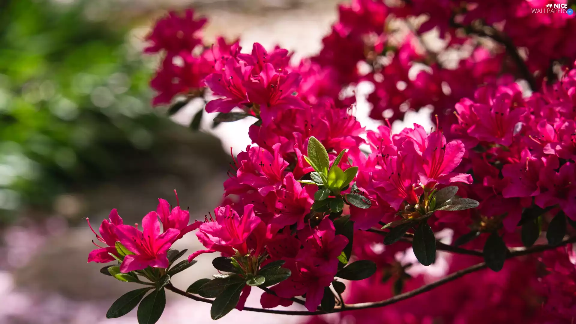 Red, Bush, azalea, blur, rhododendron, Flowers