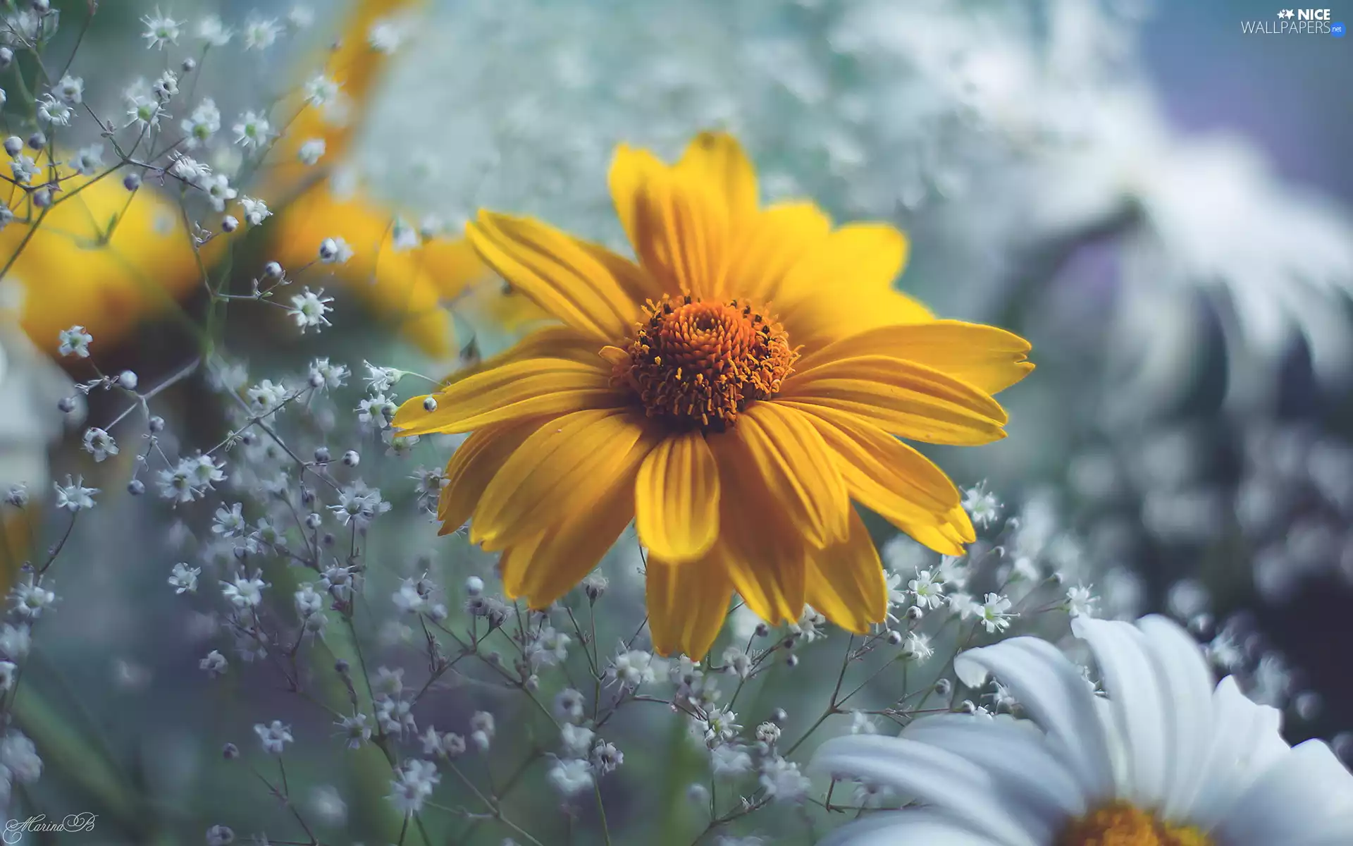 Rudbeckia, Colourfull Flowers, blur, rapprochement, Gipsówka, Yellow