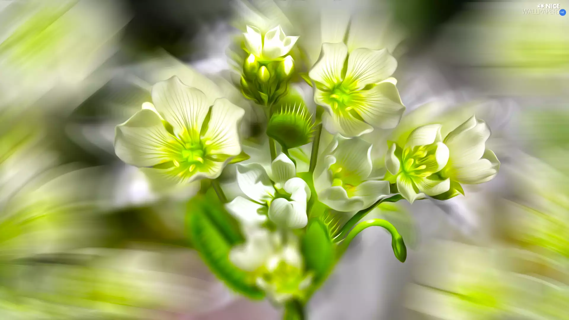 blur, graphics, Flowers