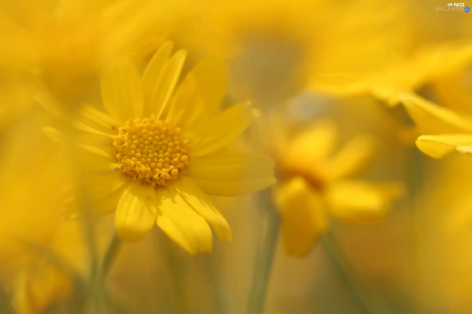 blur, Yellow, Flowers