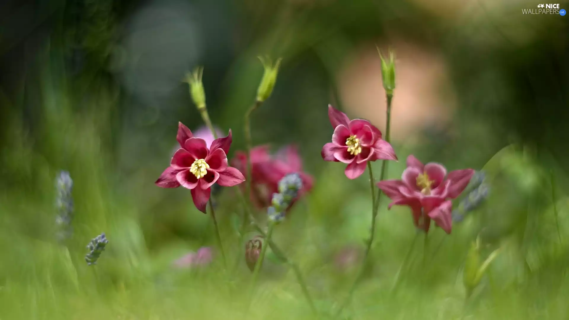 grass, Flowers, Columbines, blur