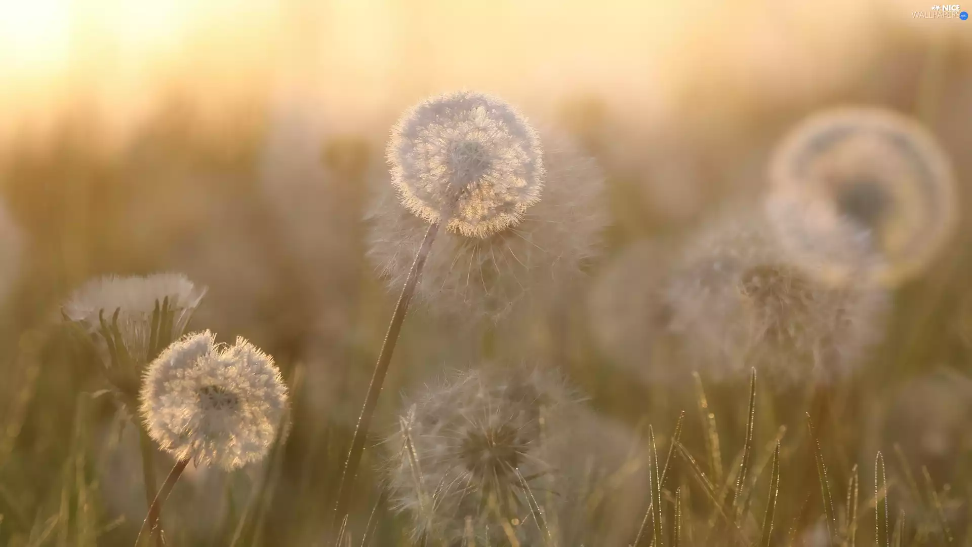 blur, dandelions, grass