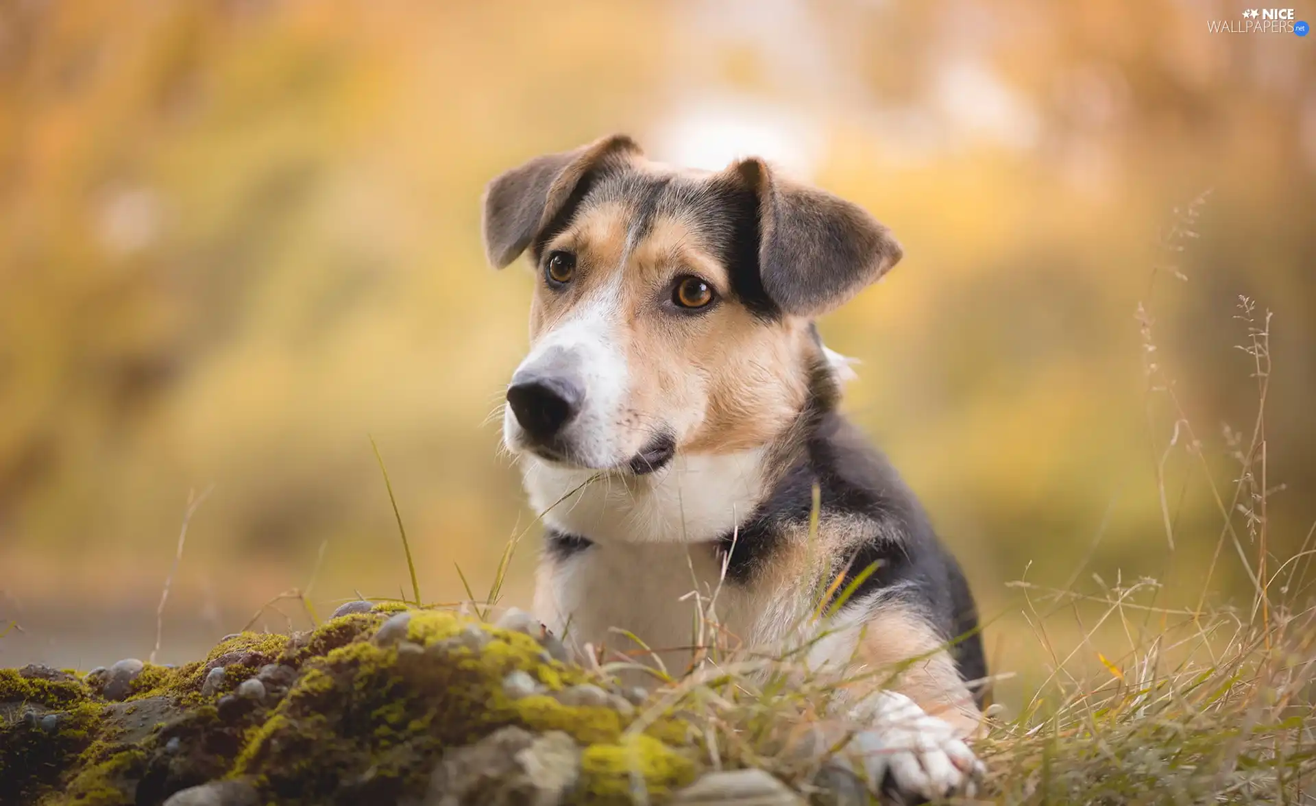 blur, dog, grass