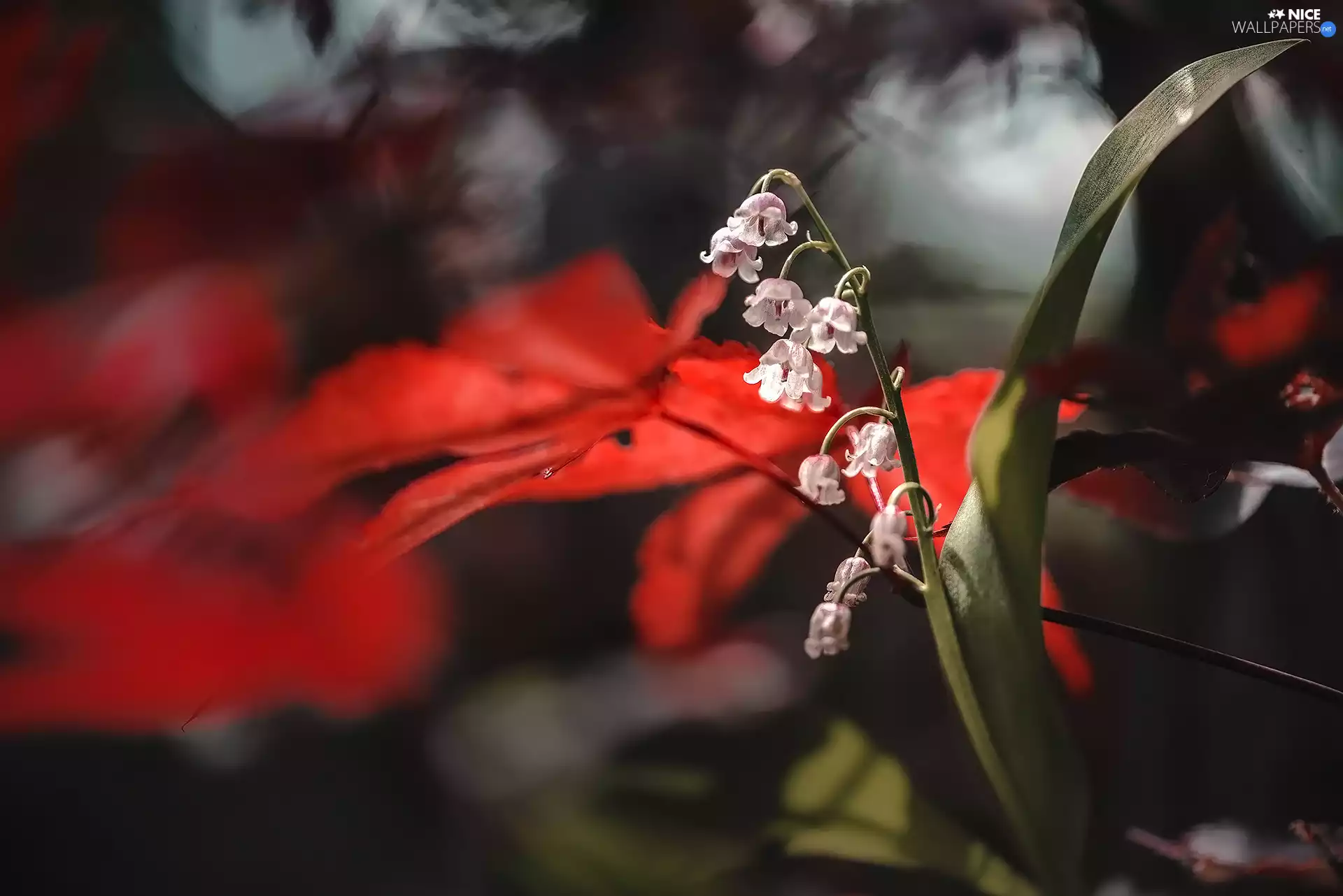 blur, Flowers, lilies