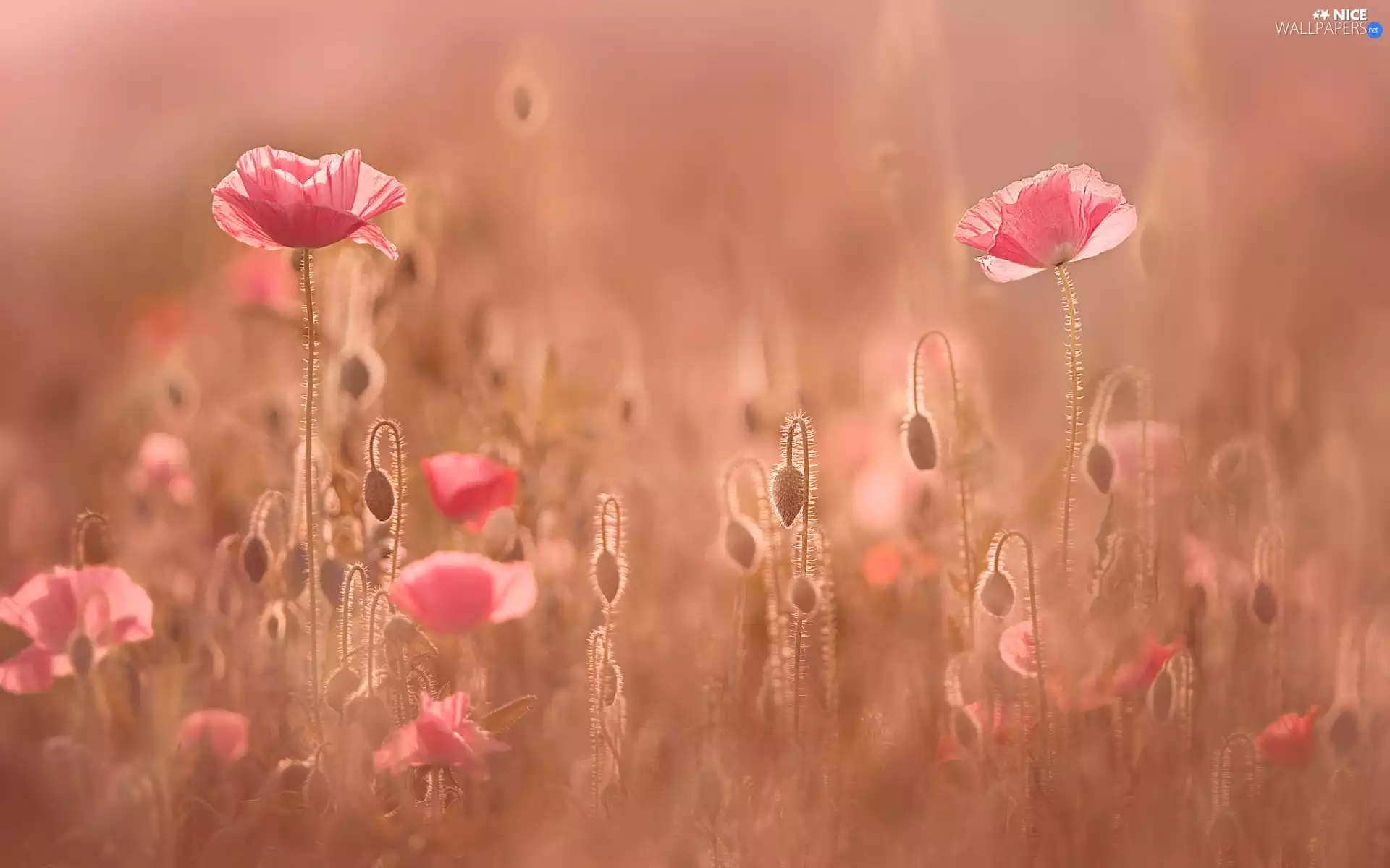 blur, papavers, Meadow