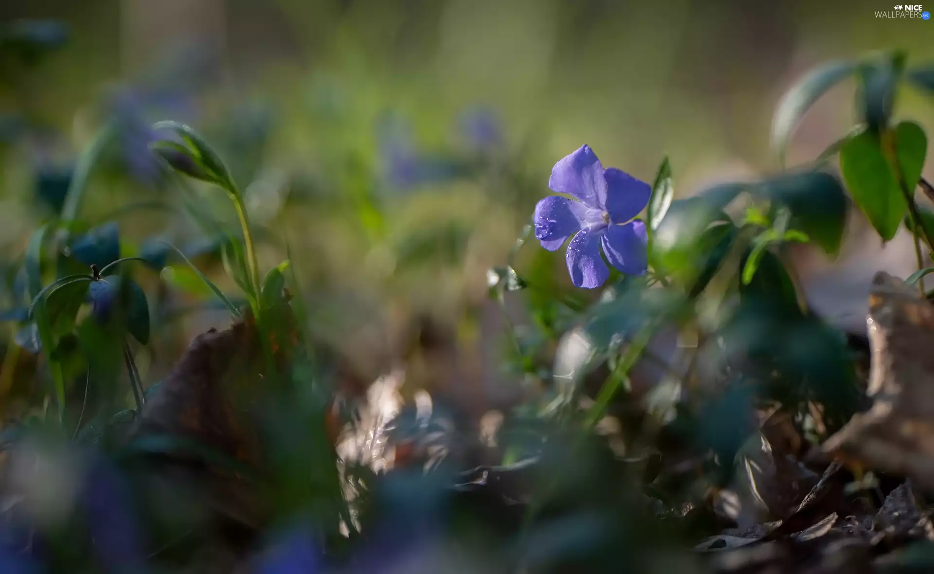 bud, blur, myrtle, Leaf, Flower
