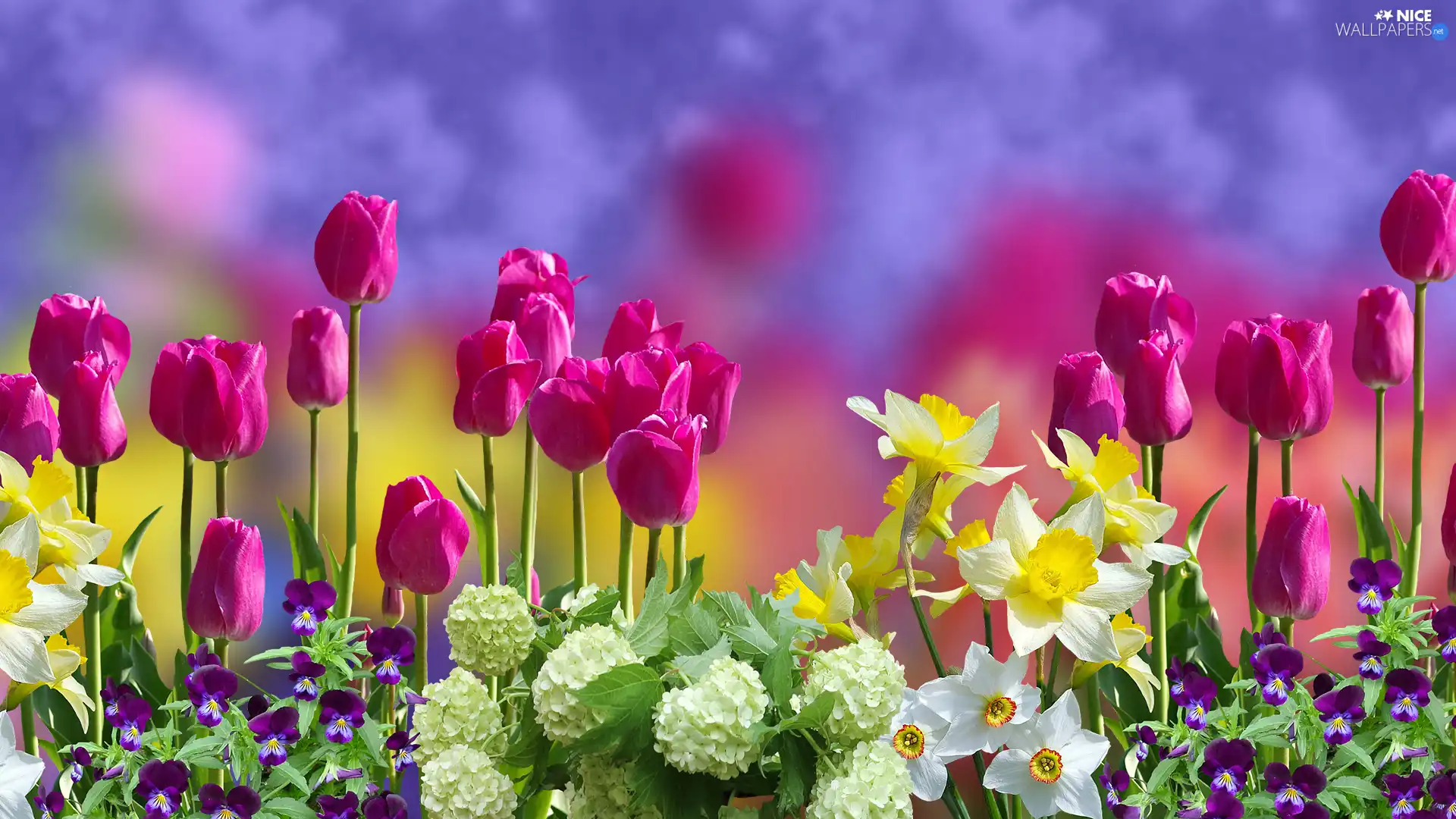 pansies, blur, narcissus, Daffodils, Tulips