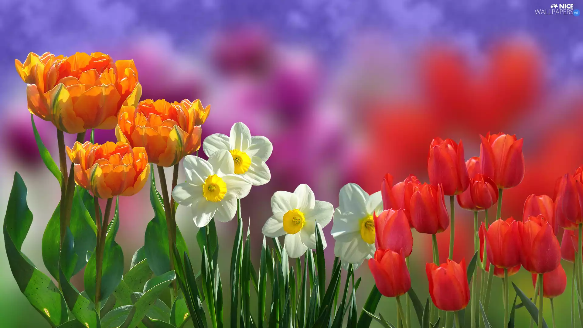 Tulips, blur, Orange, Red, narcissus