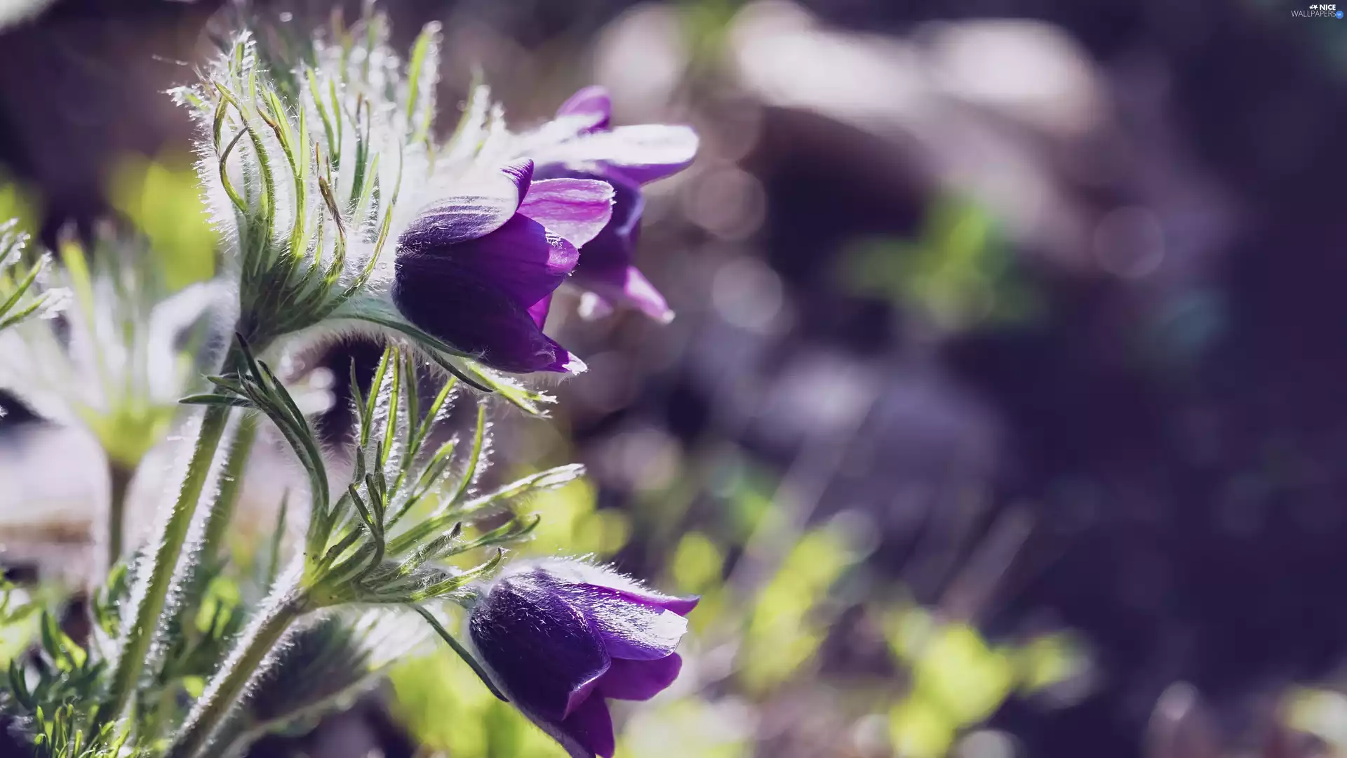 blur, Flowers, pasque