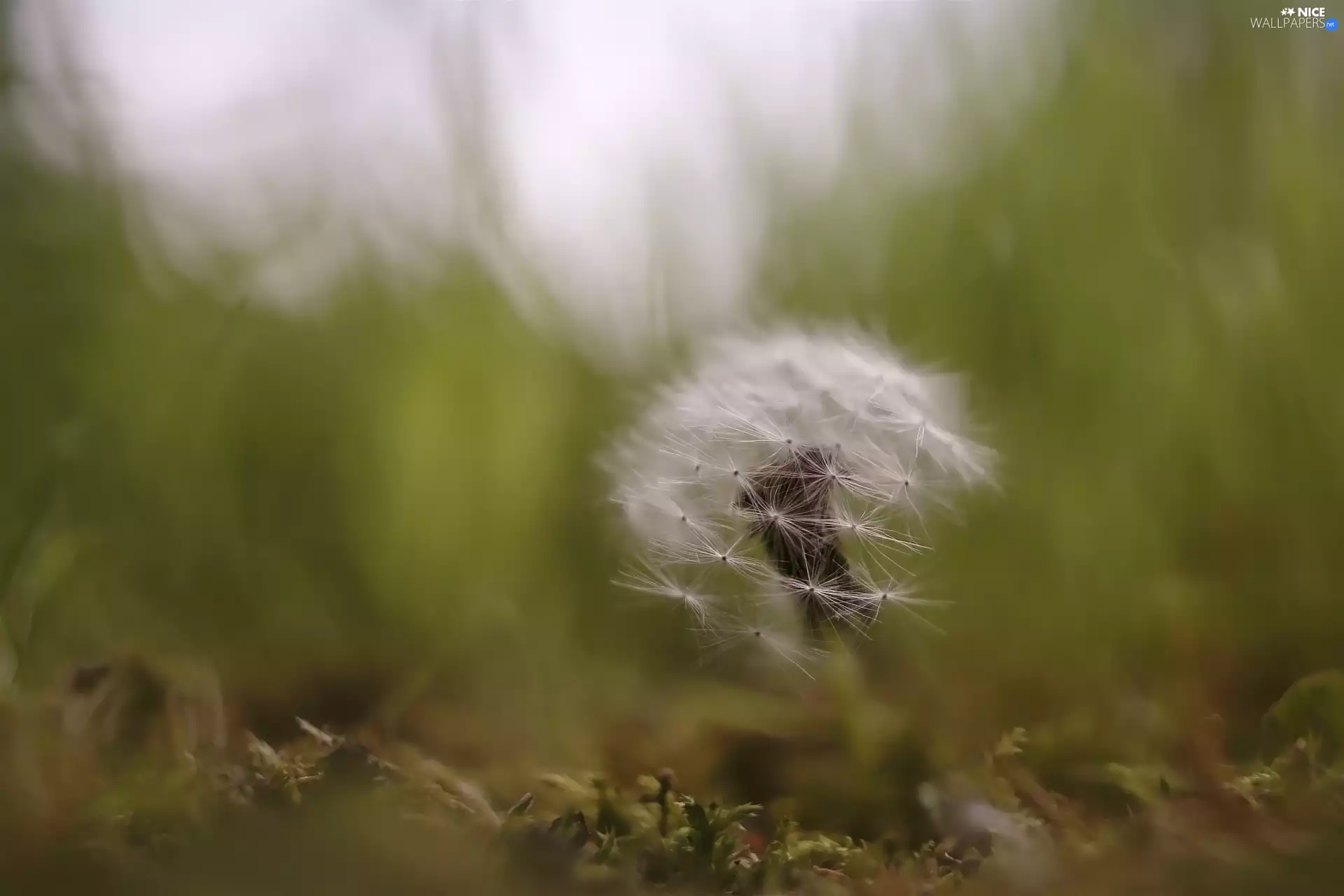 blur, dandelion, puffball