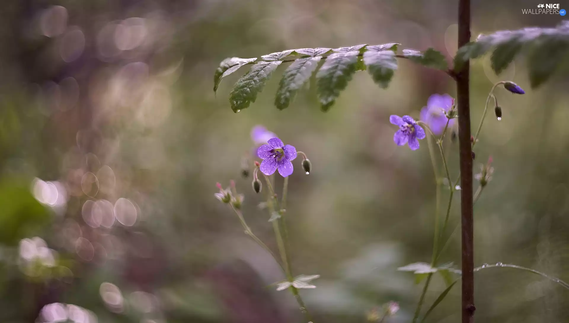 Leaf, blur, purple, Flowers, change