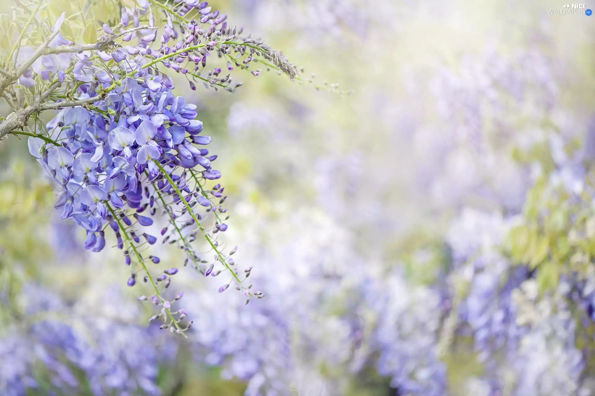 blur, wistaria, twig