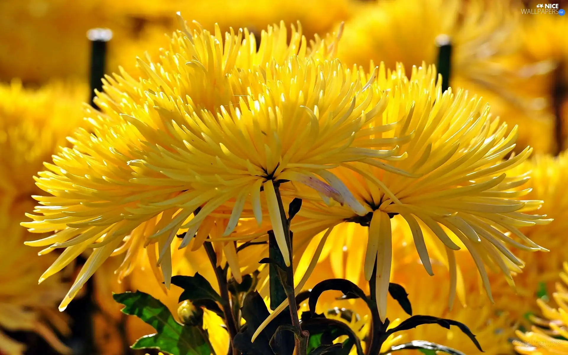 Yellow, Needle, blur, Chrysanthemums