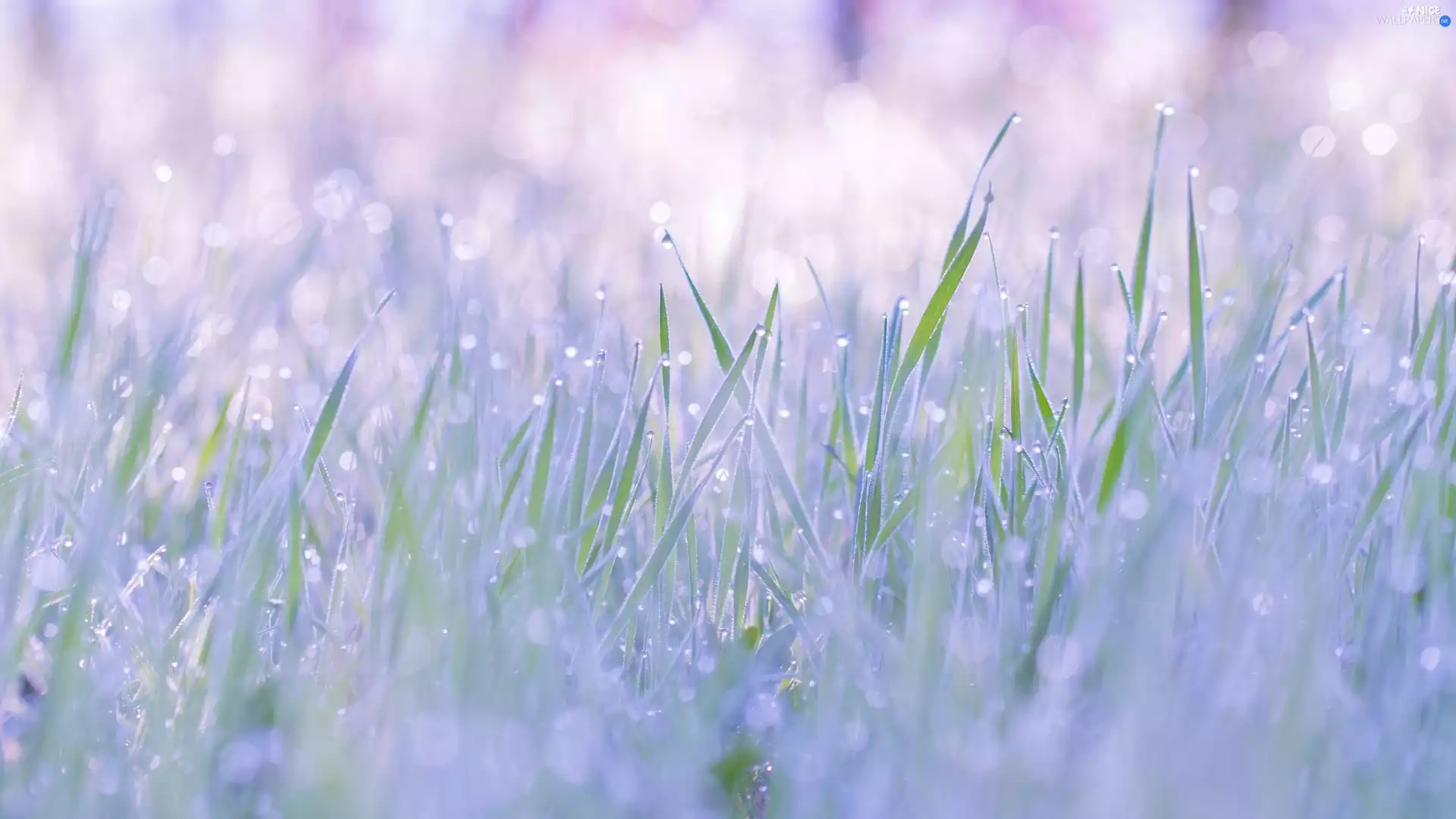 grass, blurry background, rapprochement, drops