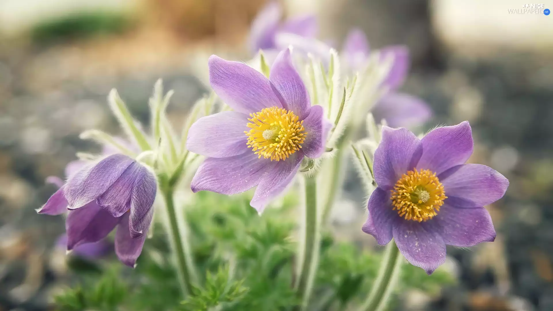 purple, blurry background, Spring, pasque