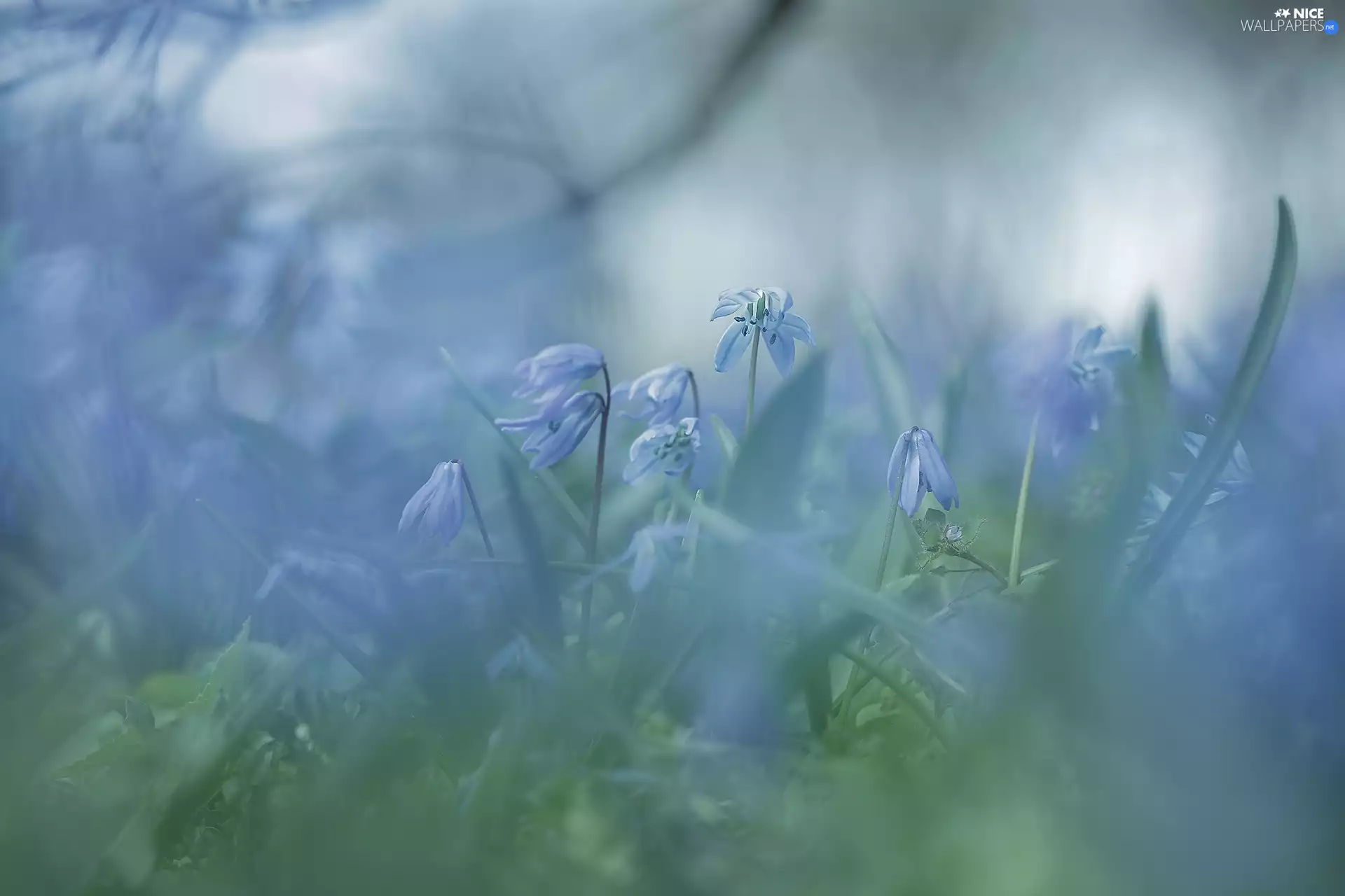 Siberian squill, Flowers, blurry background, Blue