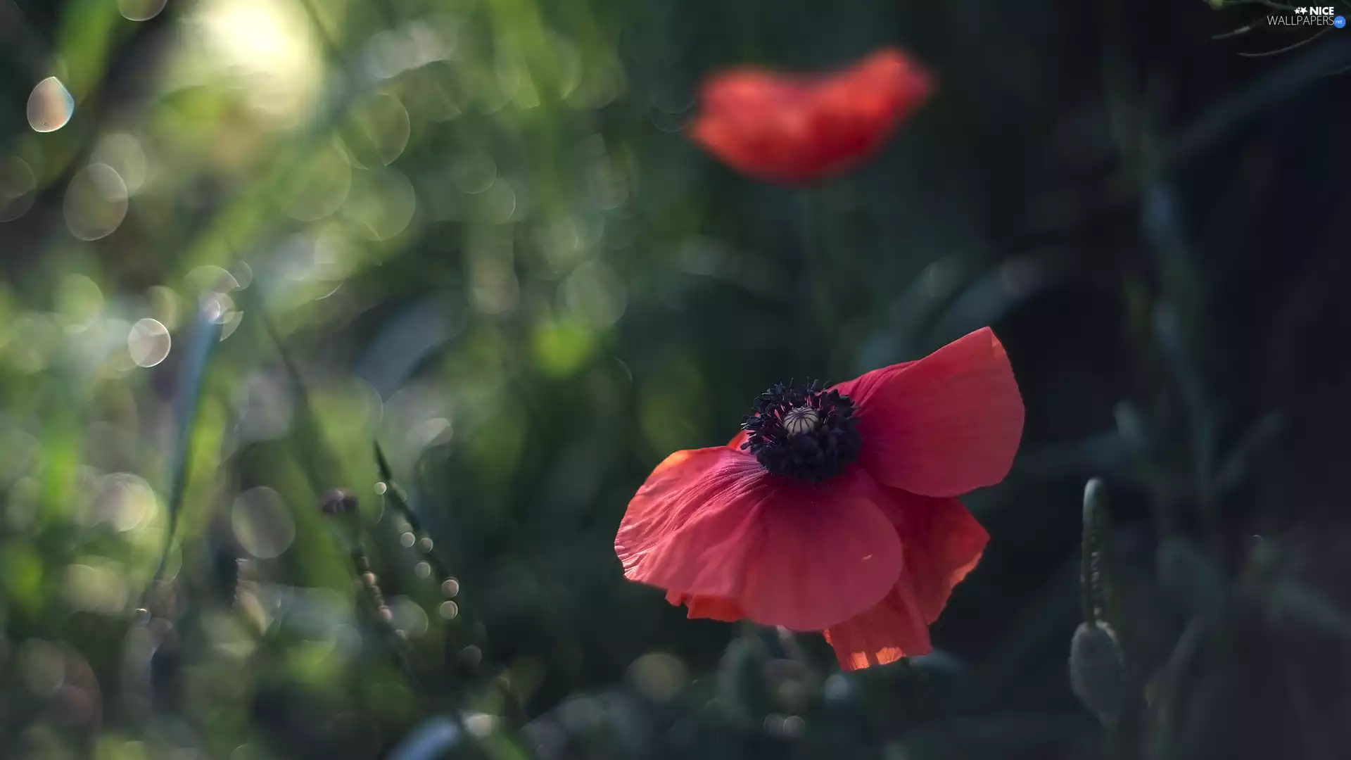 Colourfull Flowers, bud, blurry background, red weed