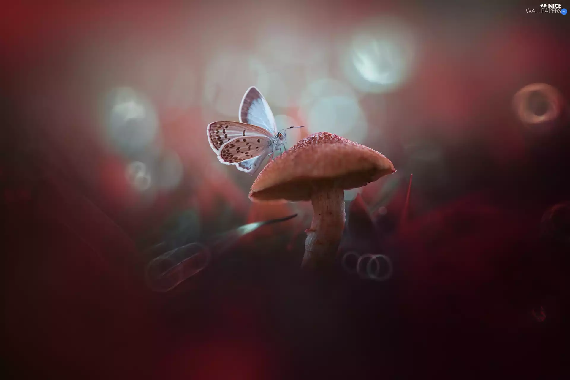 Mushrooms, Dusky Icarus, blurry background, butterfly