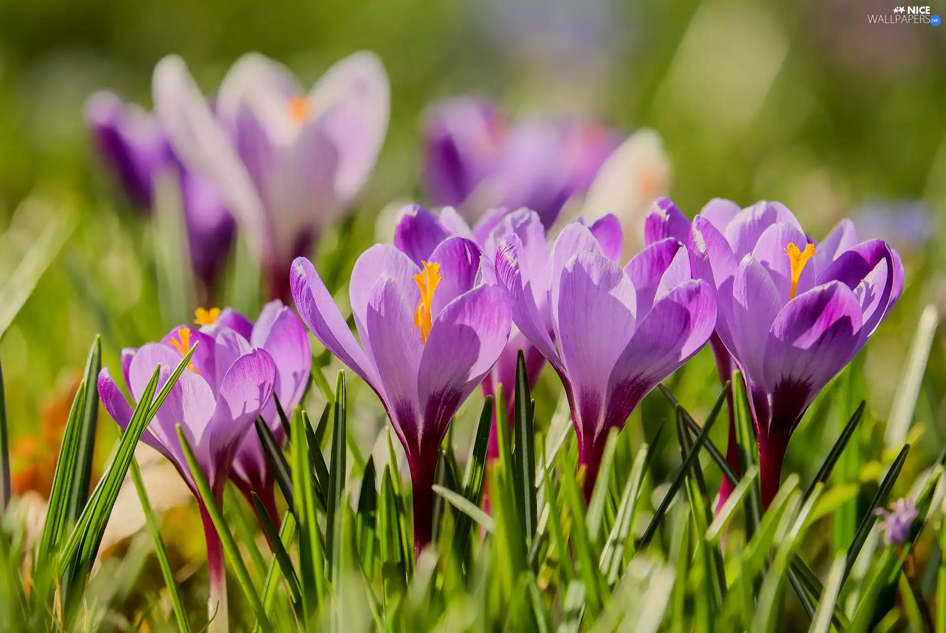 crocuses, Spring Crocus, blurry background, cluster