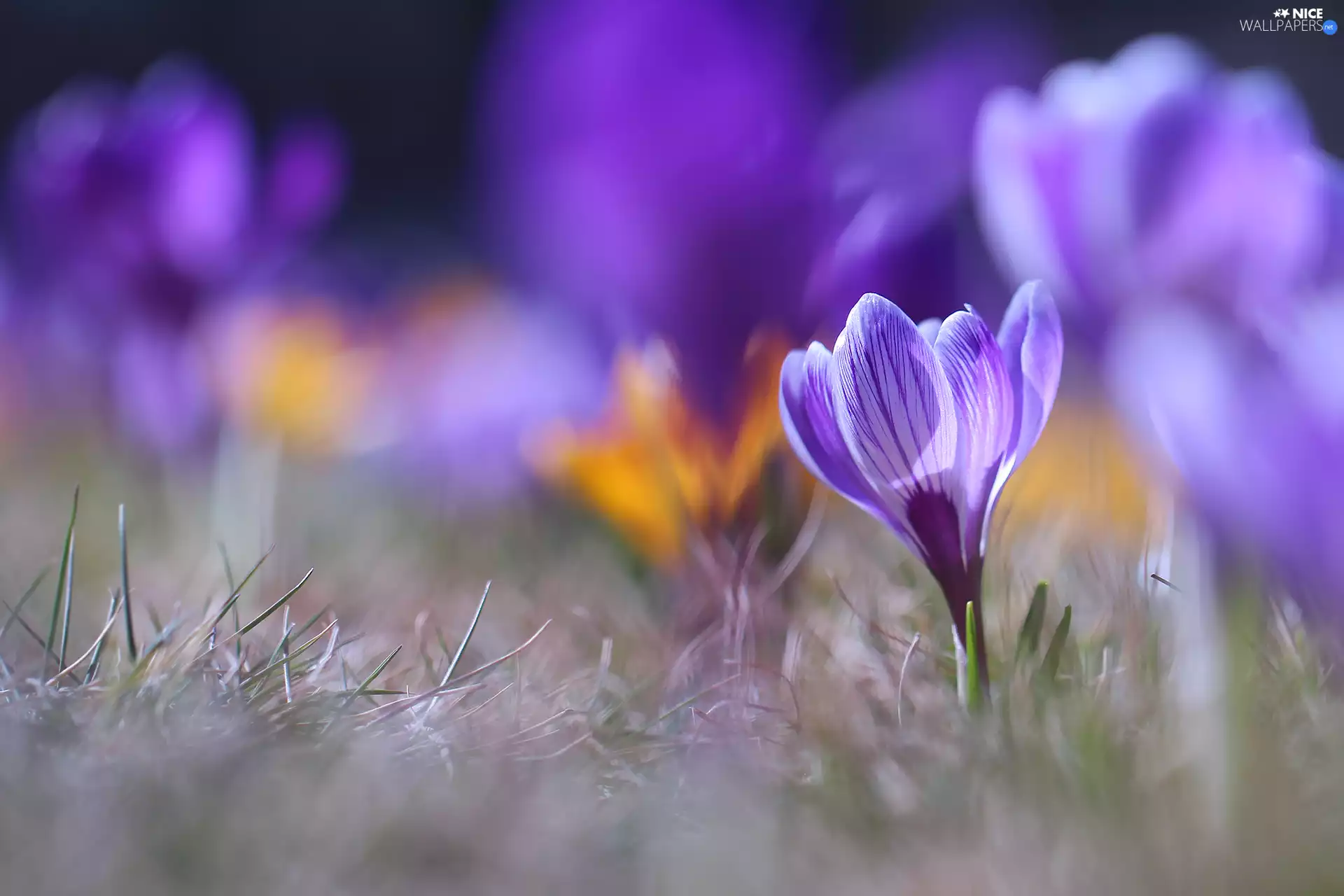 Violet, Colourfull Flowers, blurry background, crocus