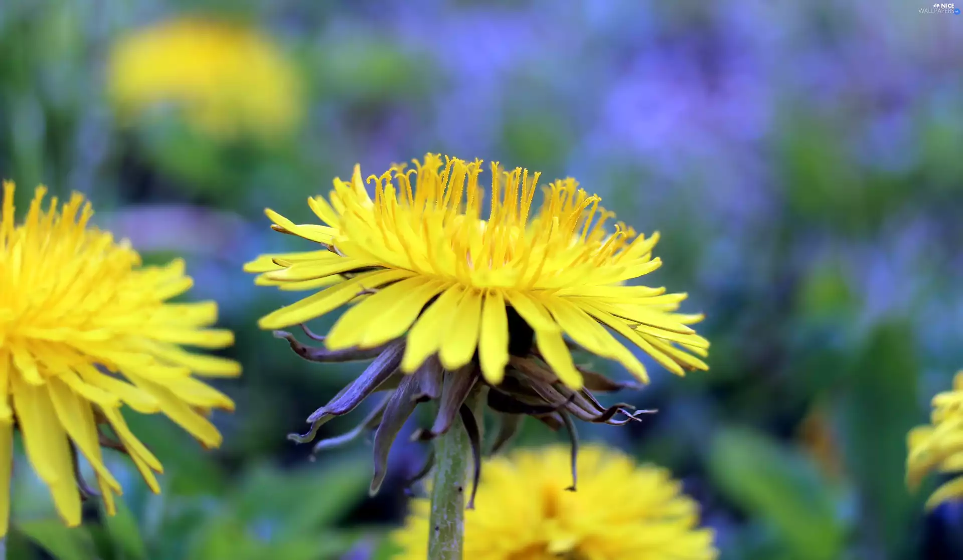 flower, sow-thistle, blurry background, dandelion