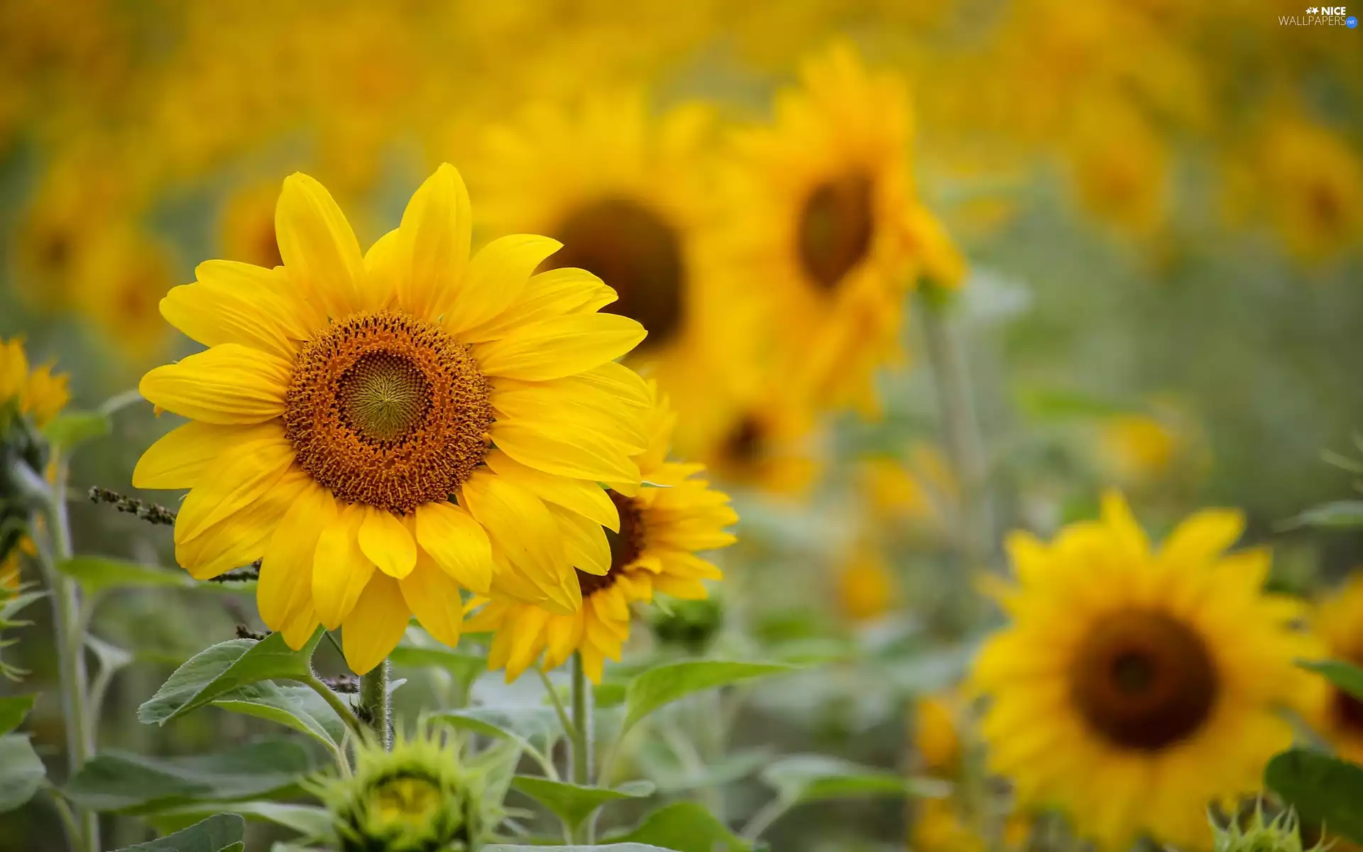 Yellow, Nice sunflowers, blurry background, Flowers