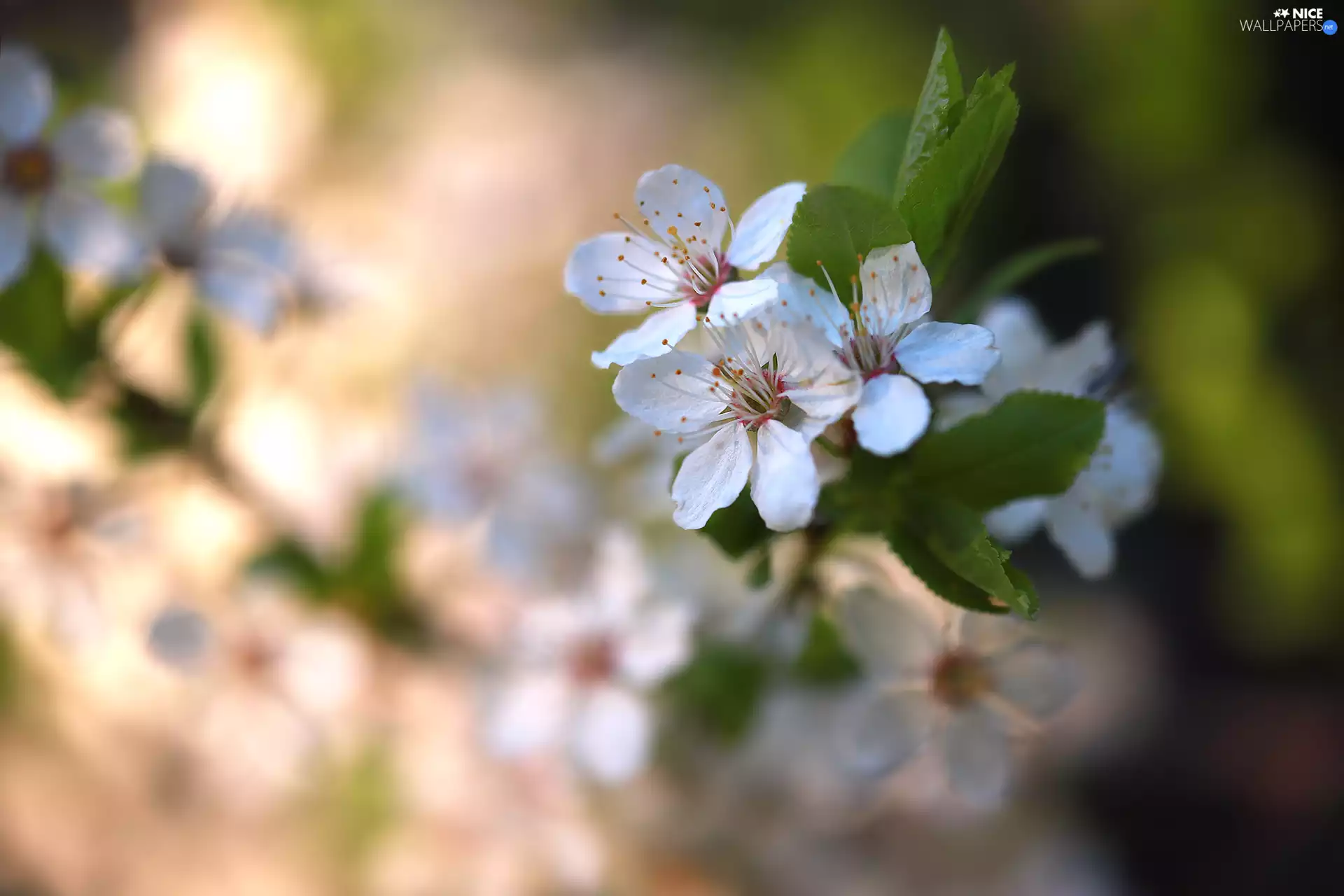 White, Fruit Tree, blurry background, Flowers