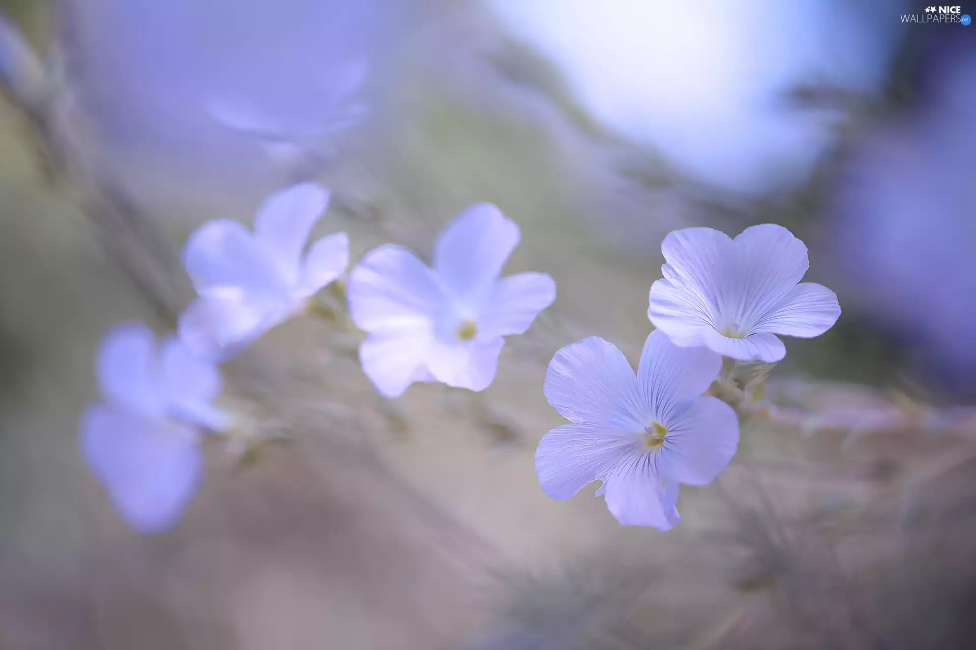 Linum Hirsutum, Flowers, blurry background, lilac