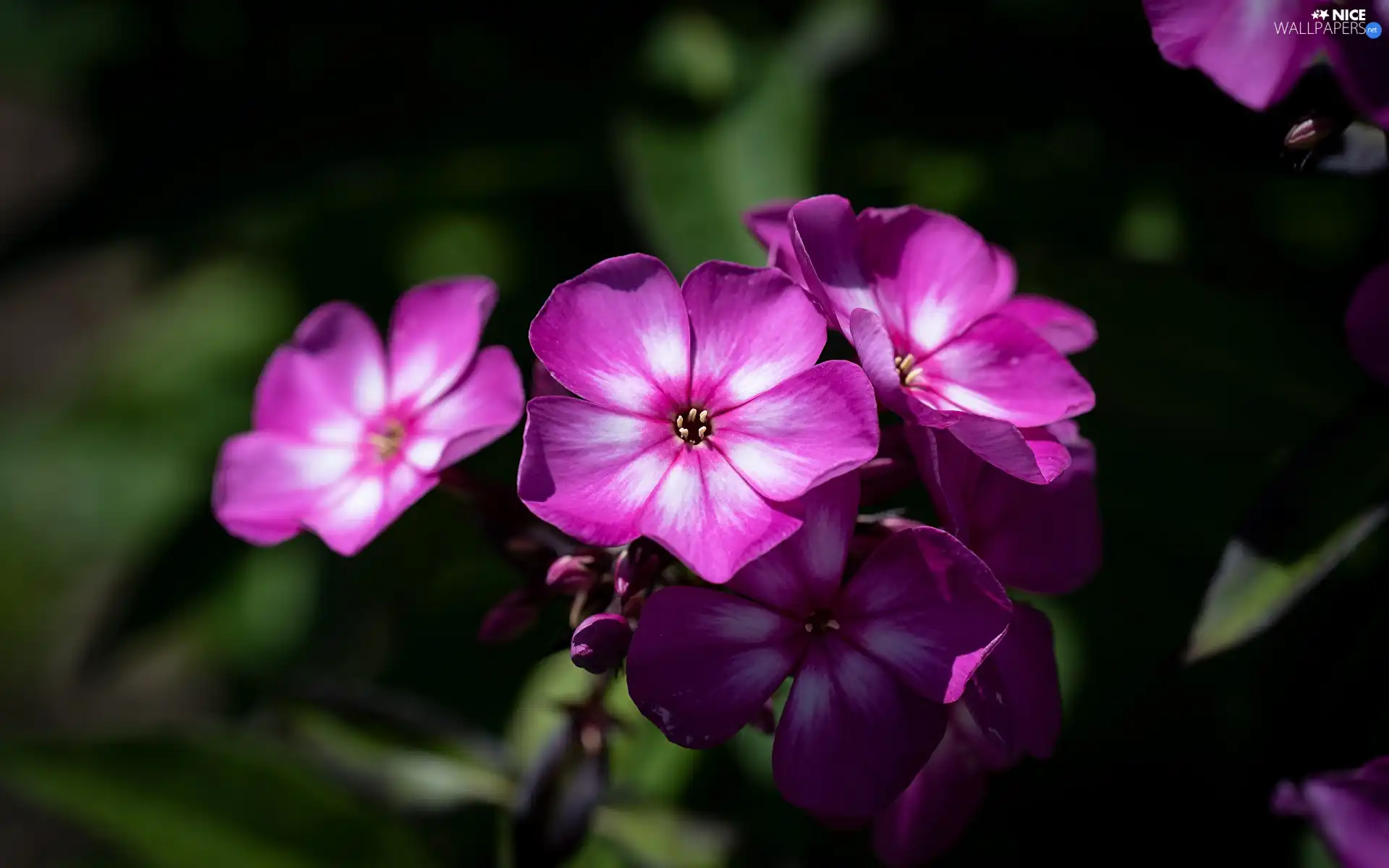Colourfull Flowers, phlox, blurry background, Pink