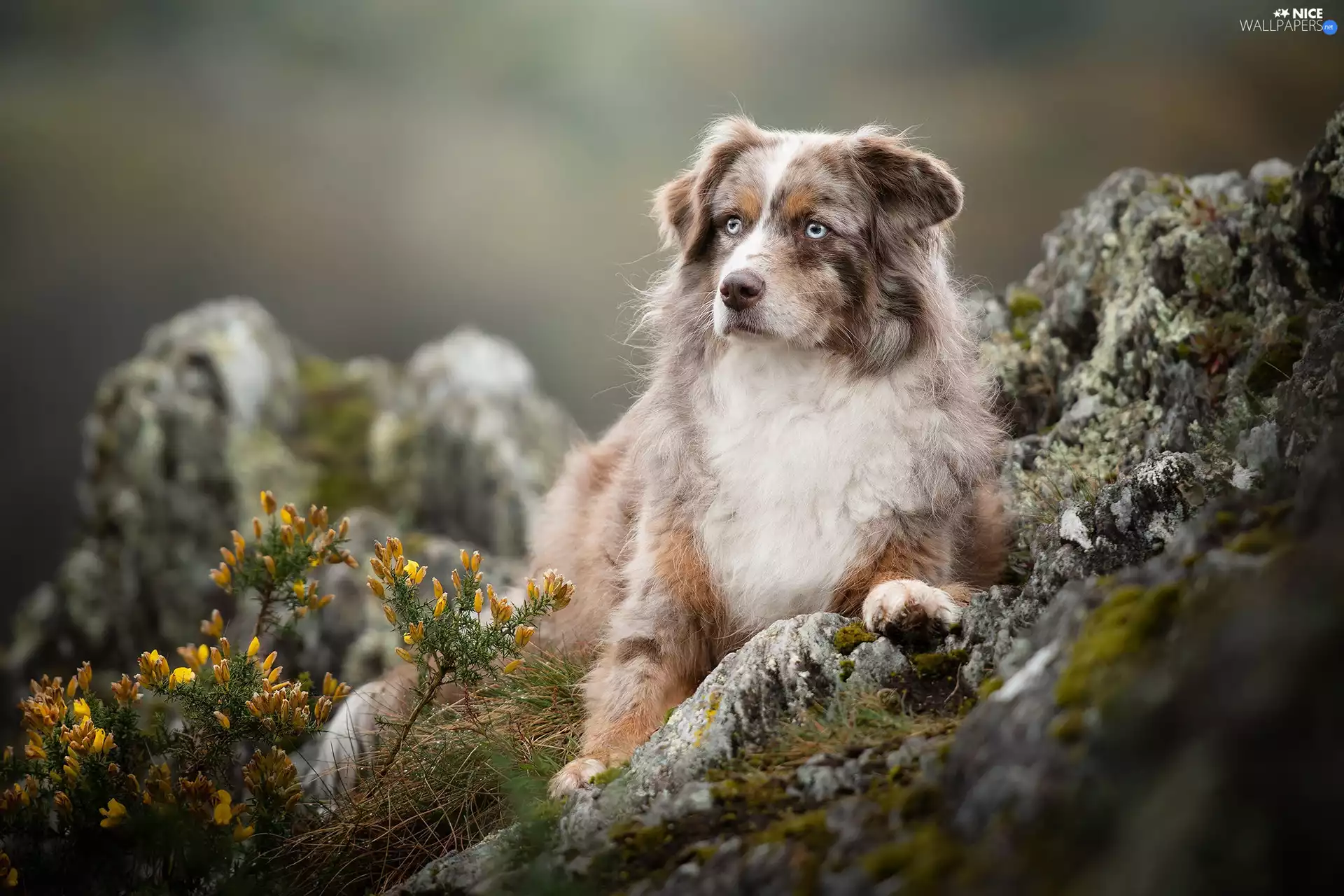 Australian Shepherd, Plants, blurry background, Rocks