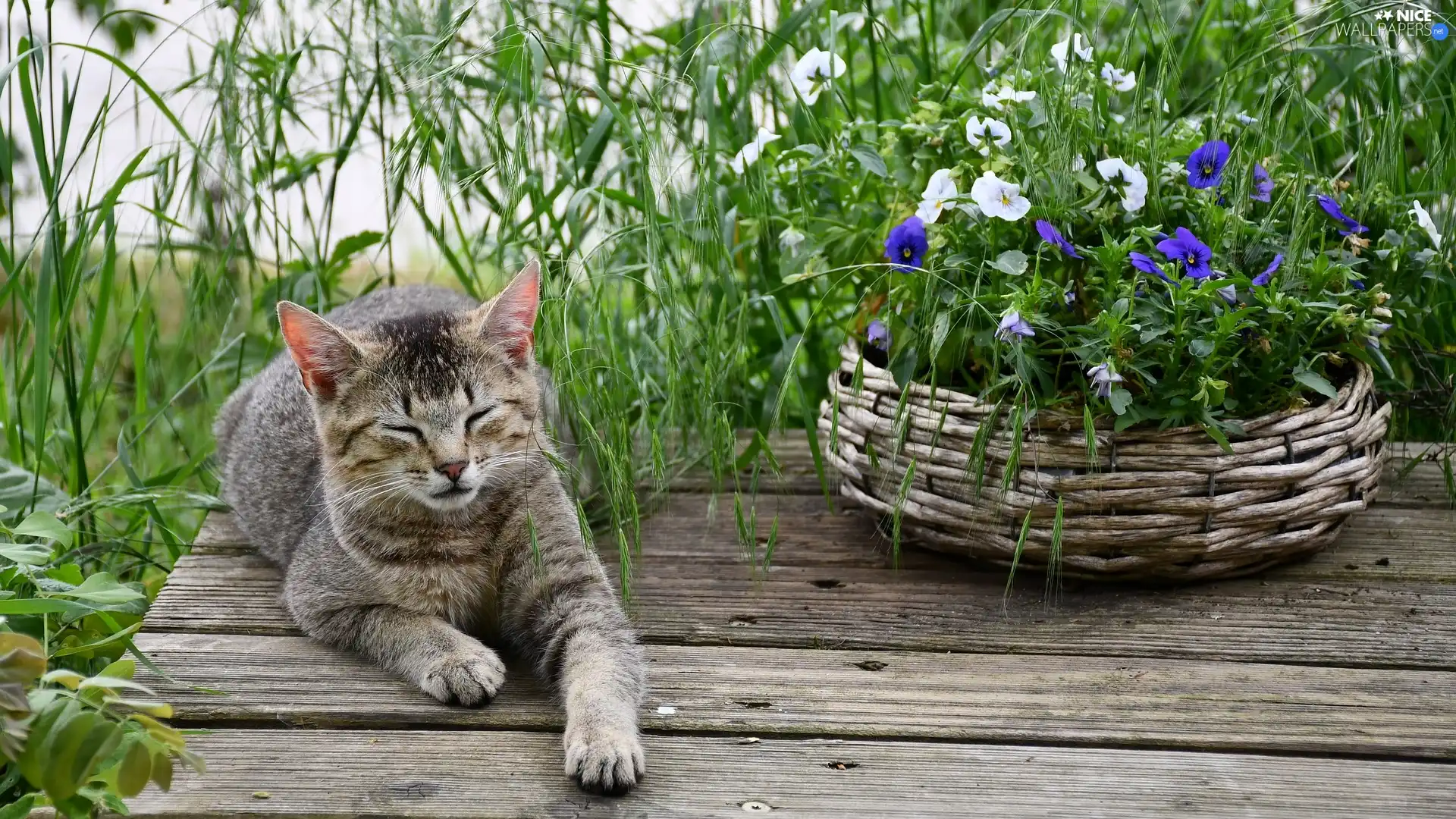 basket, dun, grass, boarding, pansies, cat
