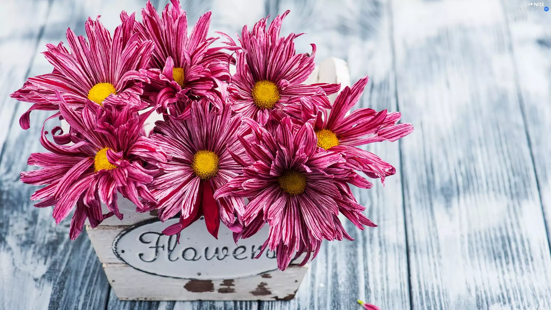 pot, boarding, Chrysanthemums, Wooden, Flowers