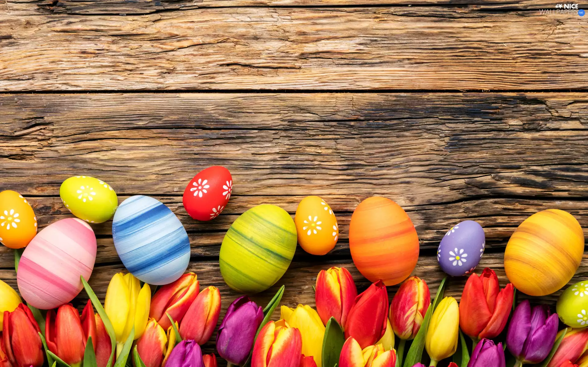 eggs, Easter, Tulips, boarding, Flowers, color