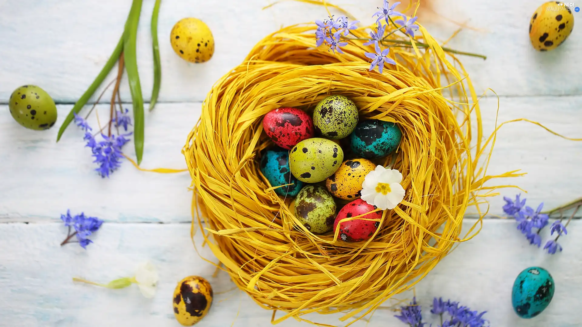nest, Easter, Flowers, boarding, Blue, eggs