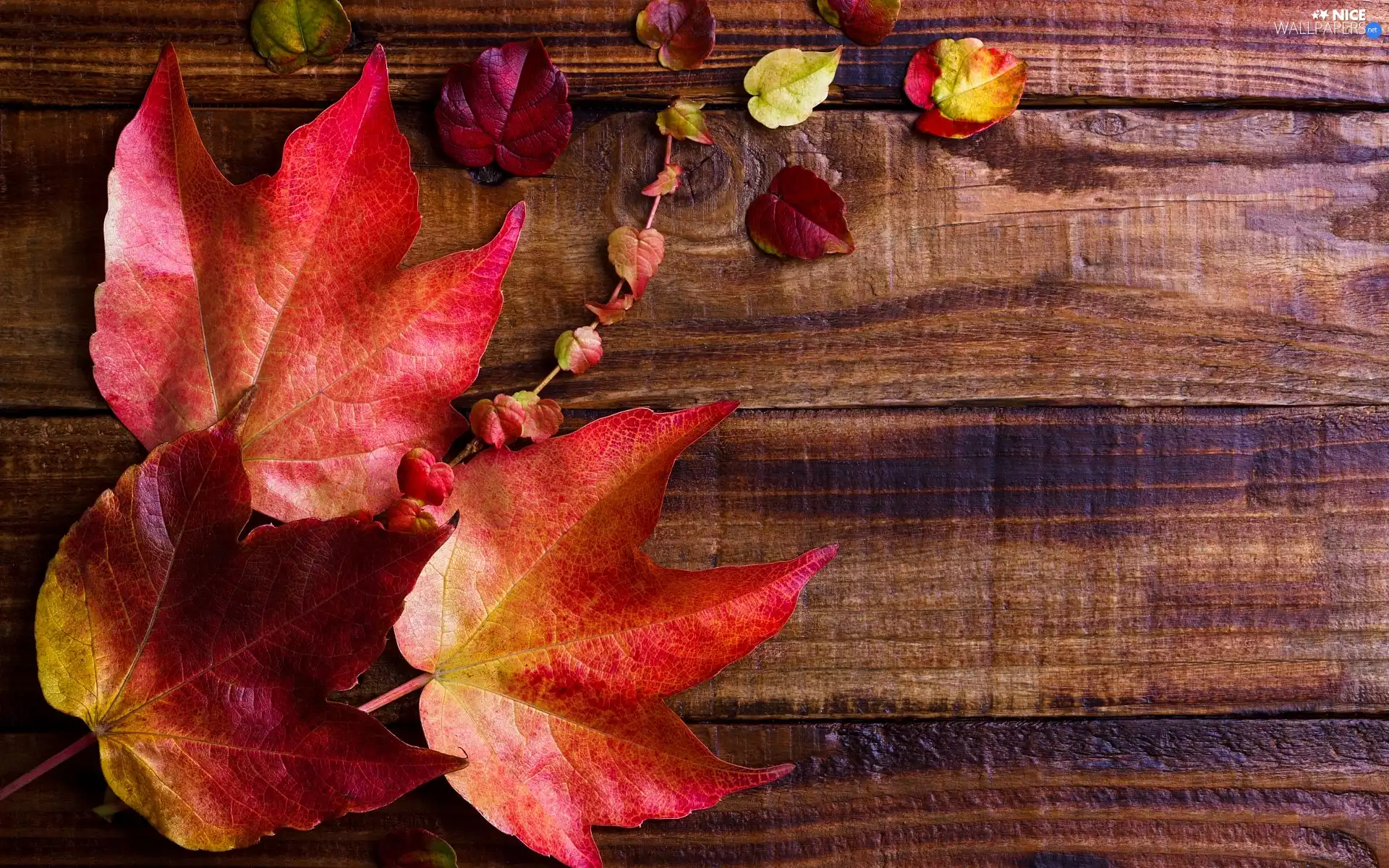 boarding, maple, Leaf