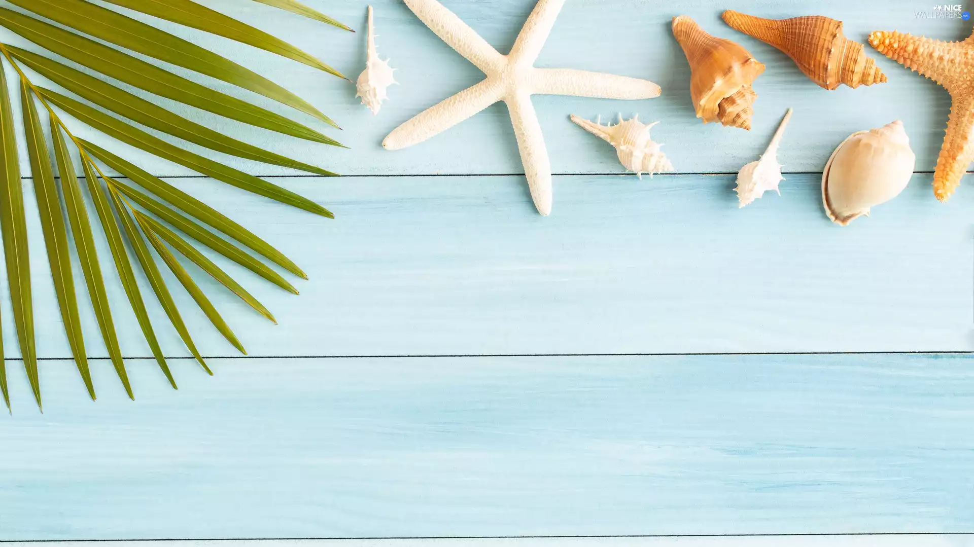starfish, boarding, Palms, Shells, Leaf