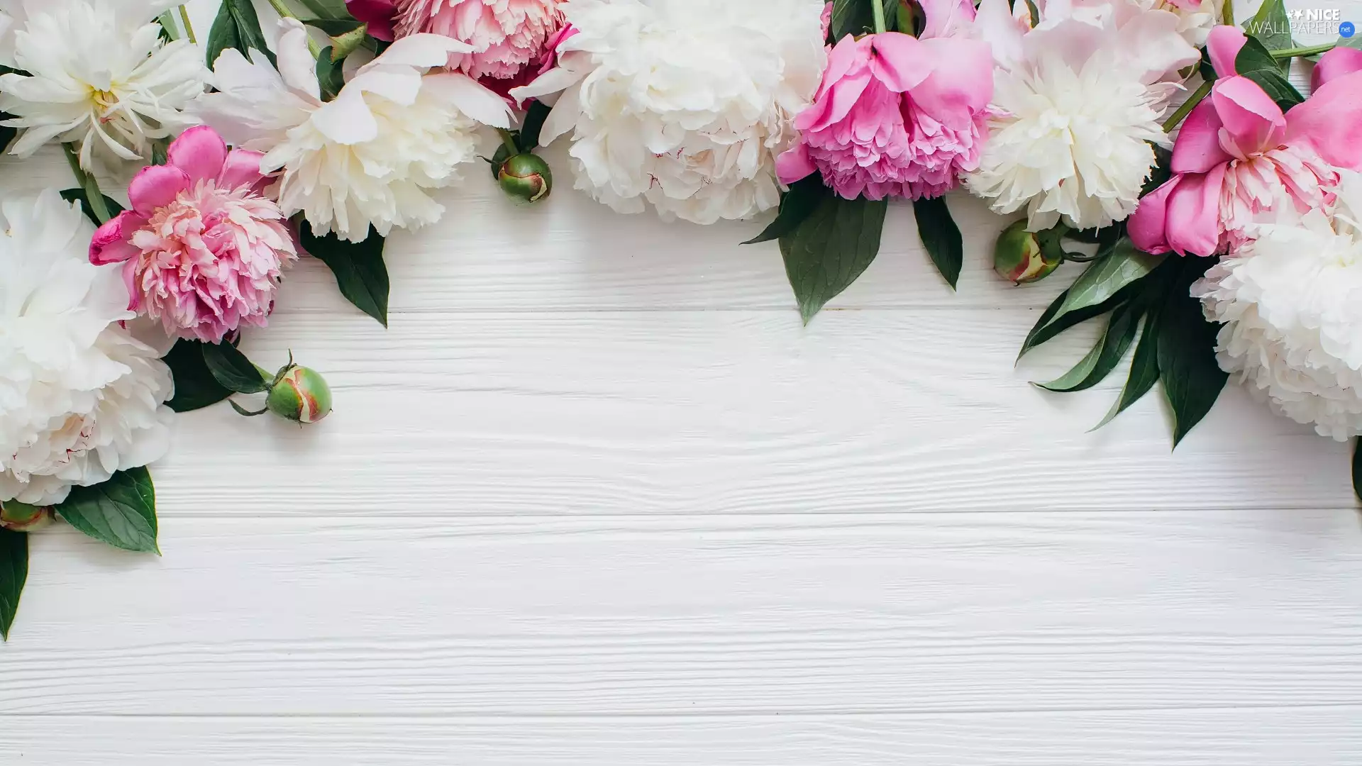 Buds, Flowers, White, boarding, Leaf, Peonies
