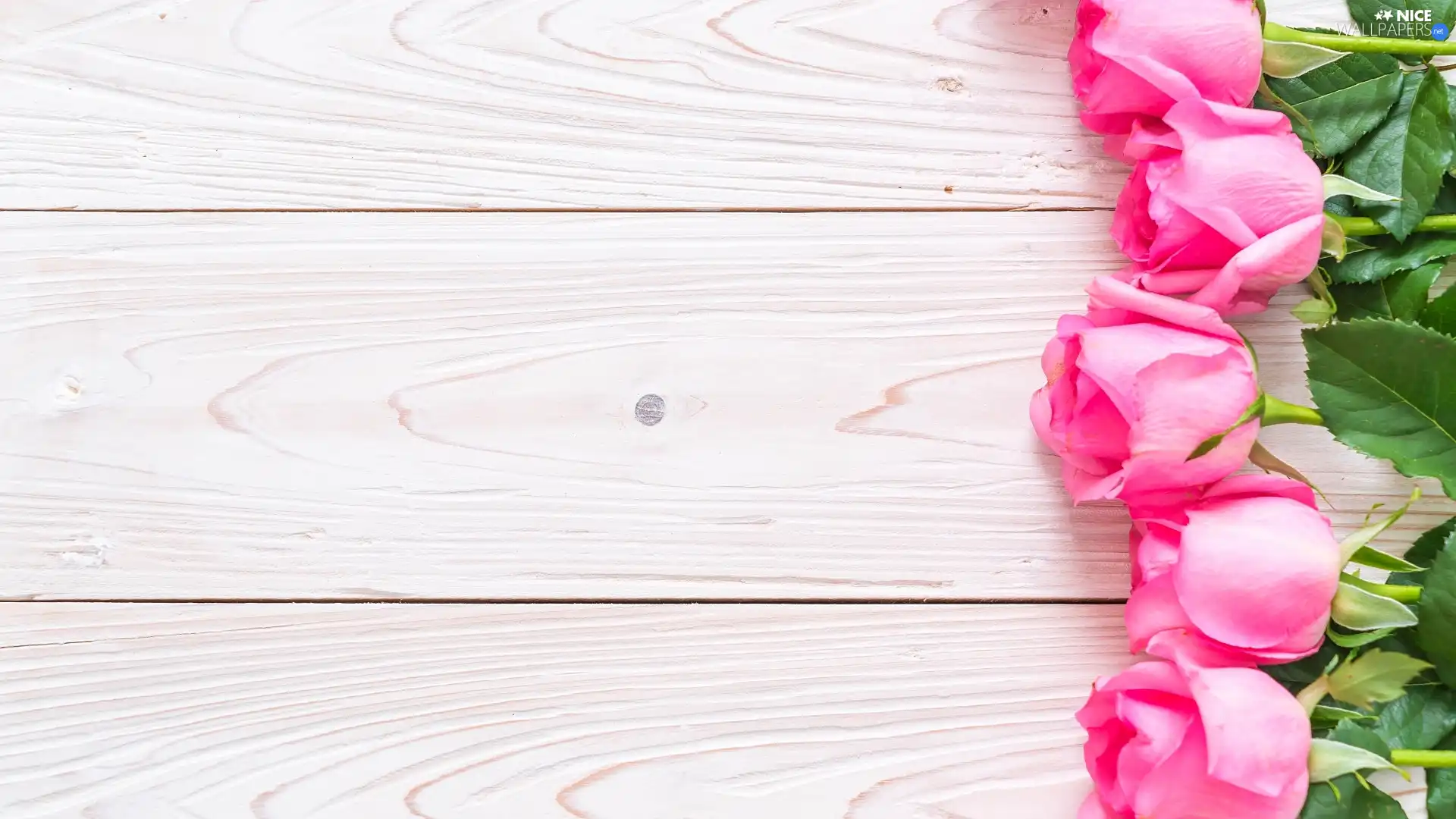 Leaf, boarding, Pink, roses, Buds