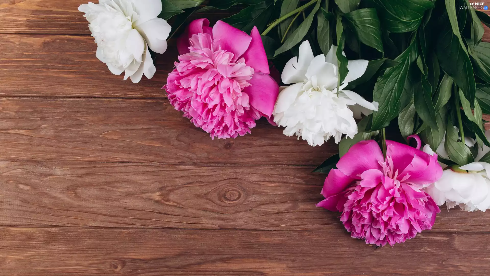 Peonies, boarding, Pink, White, Flowers