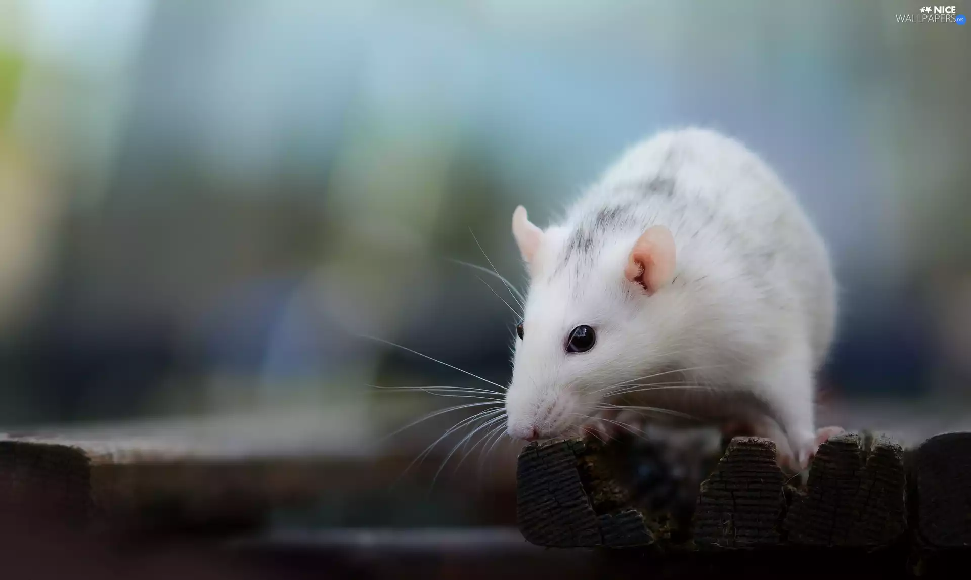 boarding, White, rat
