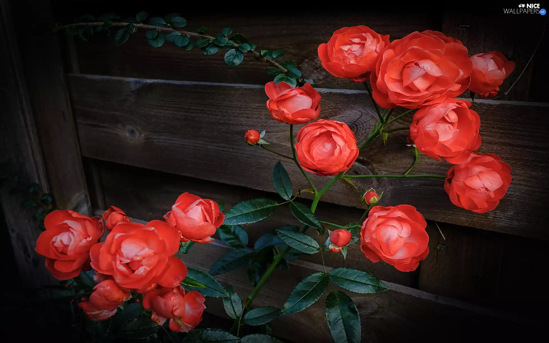 Bush, boarding, roses, Buds, Flowers
