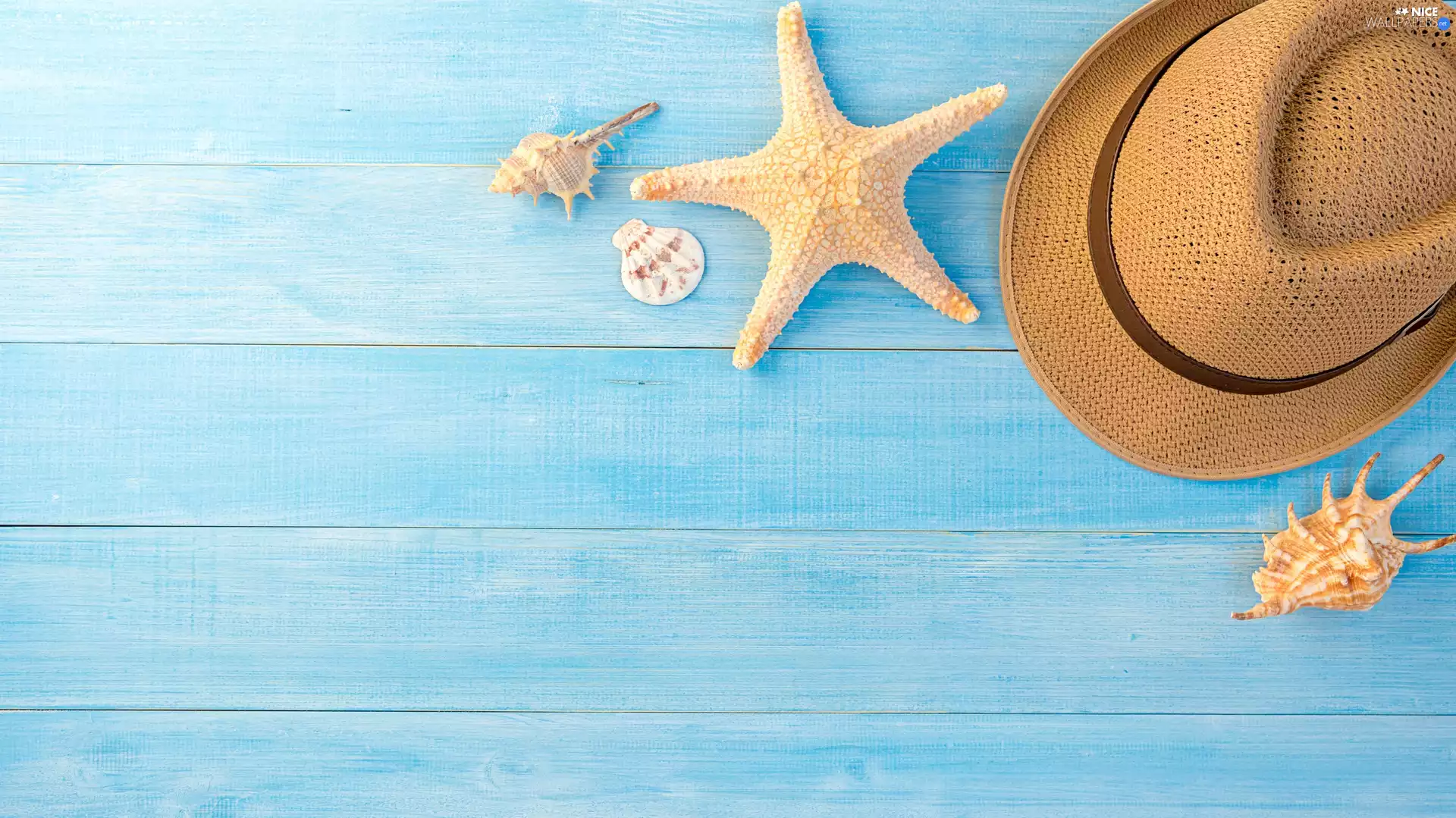 Blue, boarding, Shells, starfish, Hat
