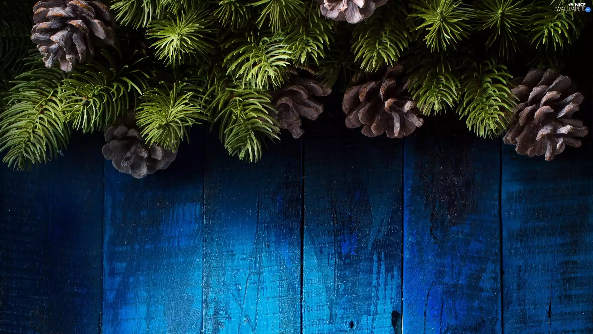 Blue, boarding, spruce, composition, cones