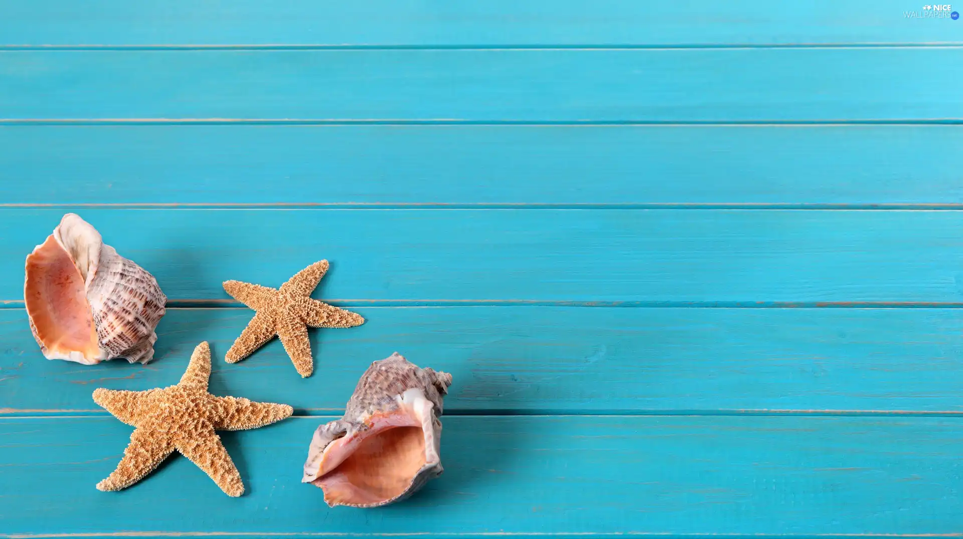 boarding, Shells, starfish