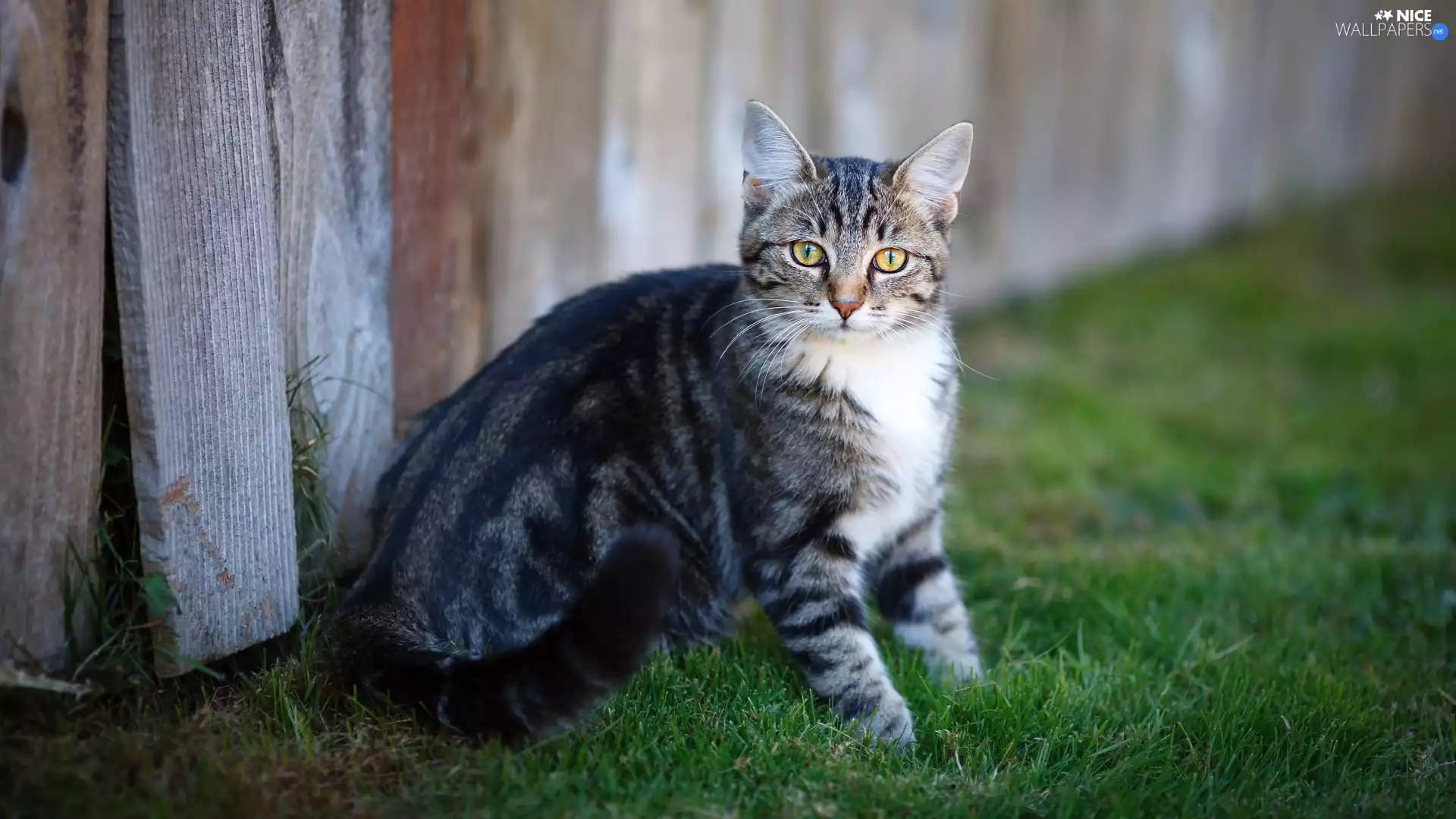 cat, boarding, The look, Lawn