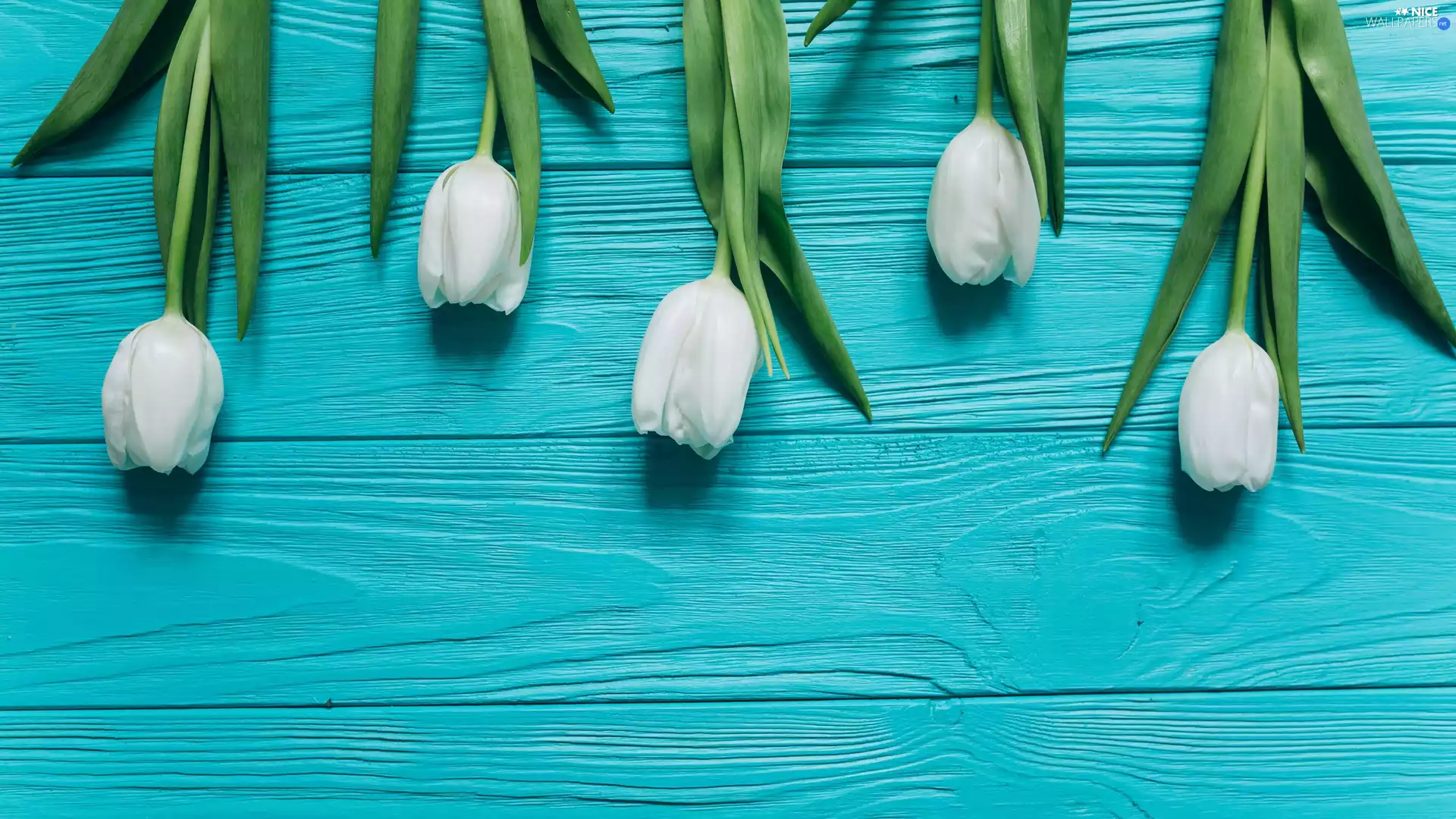 Blue, boarding, White, Tulips, Flowers