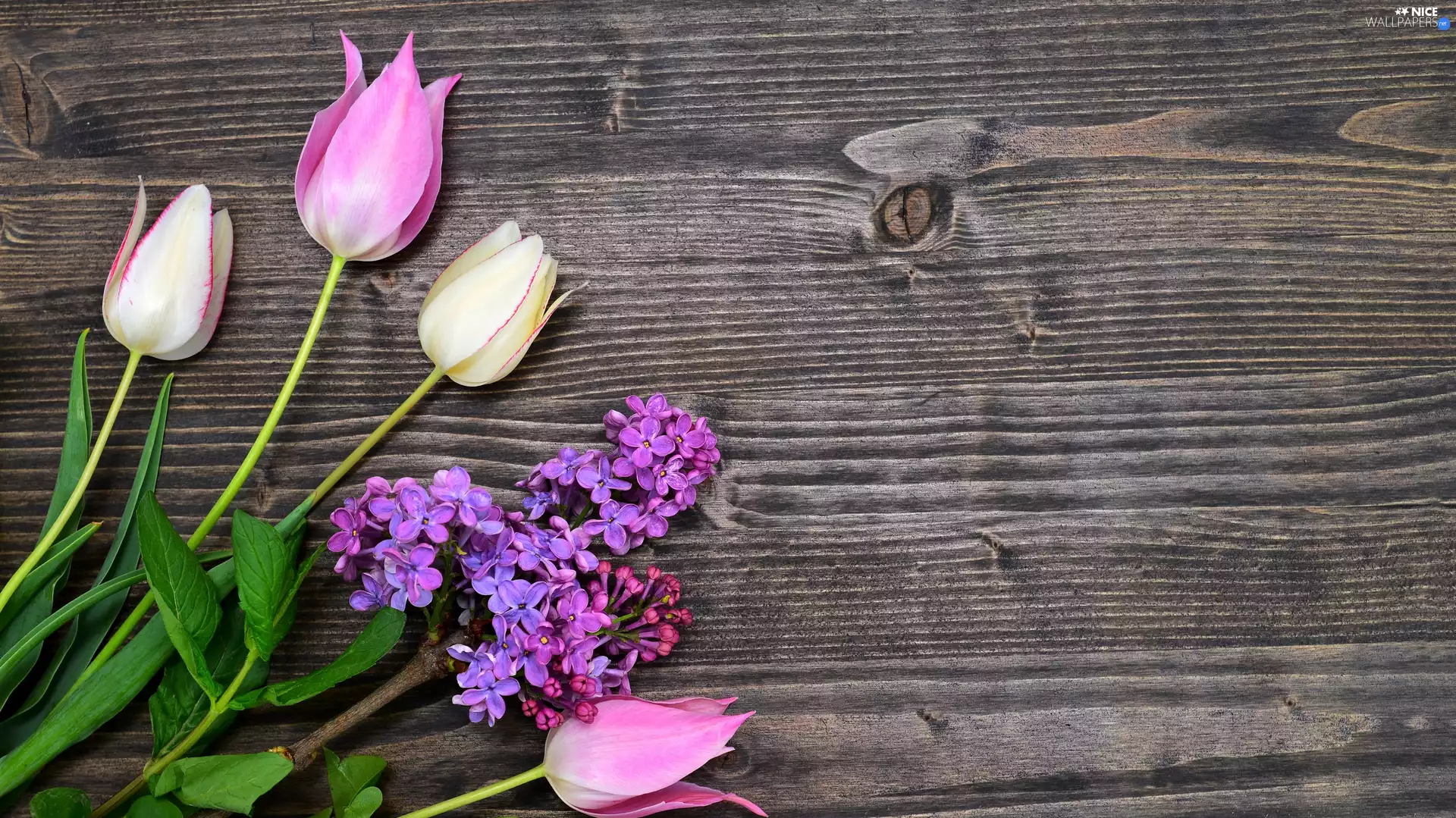 boarding, Tulips, without