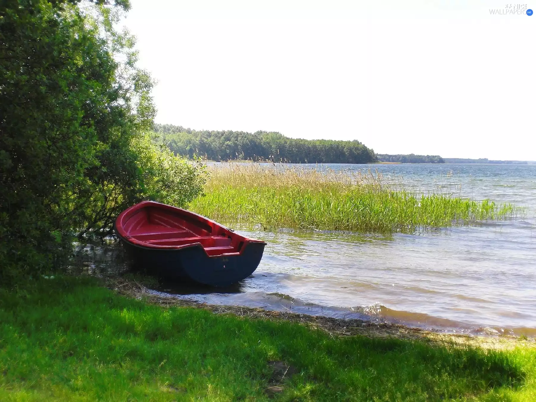 lake, rushes, coast, Boat