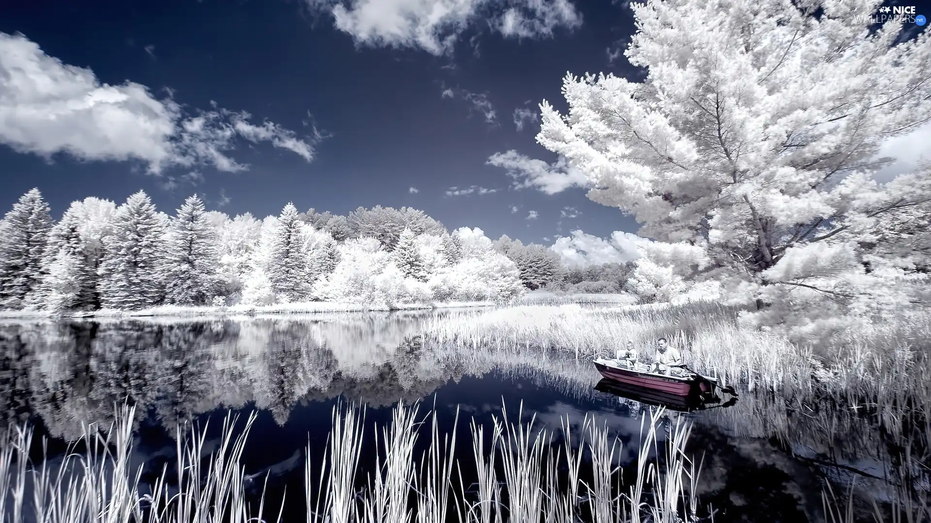 Boat, lake, woods