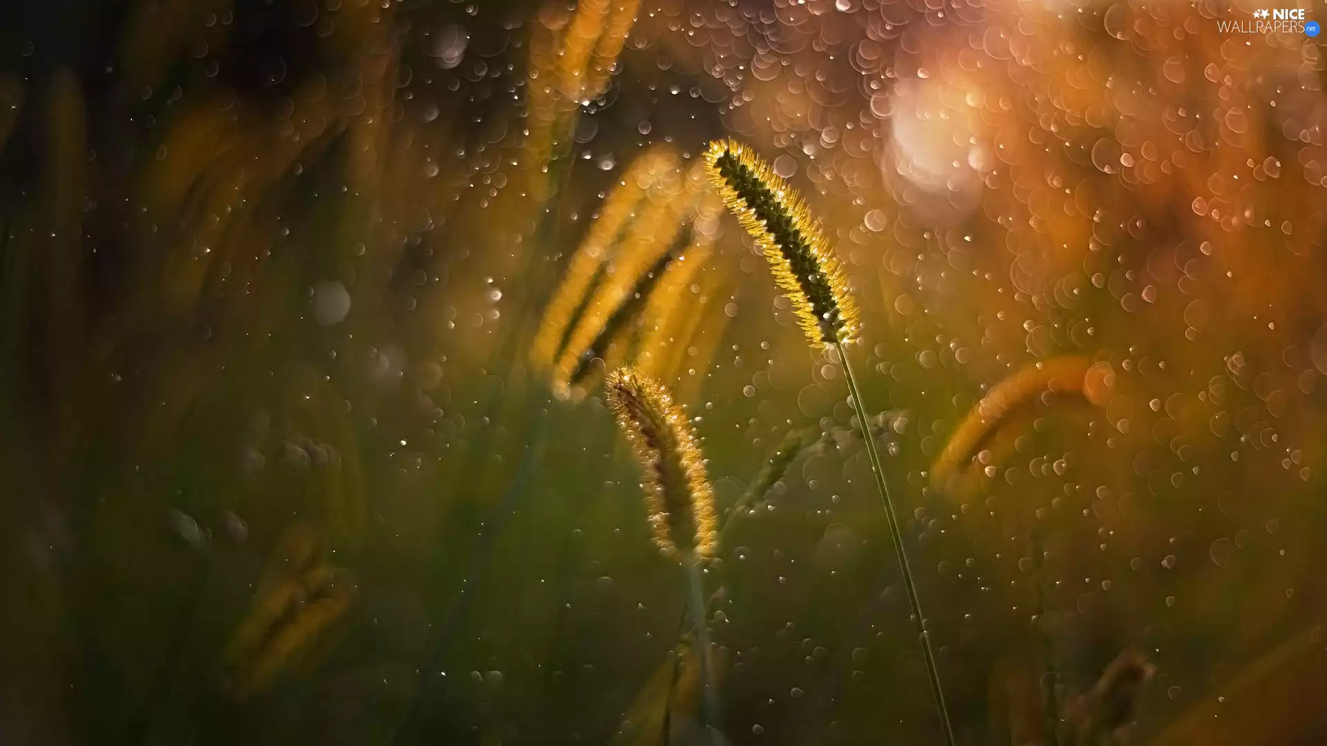 Bokeh, grass, blades